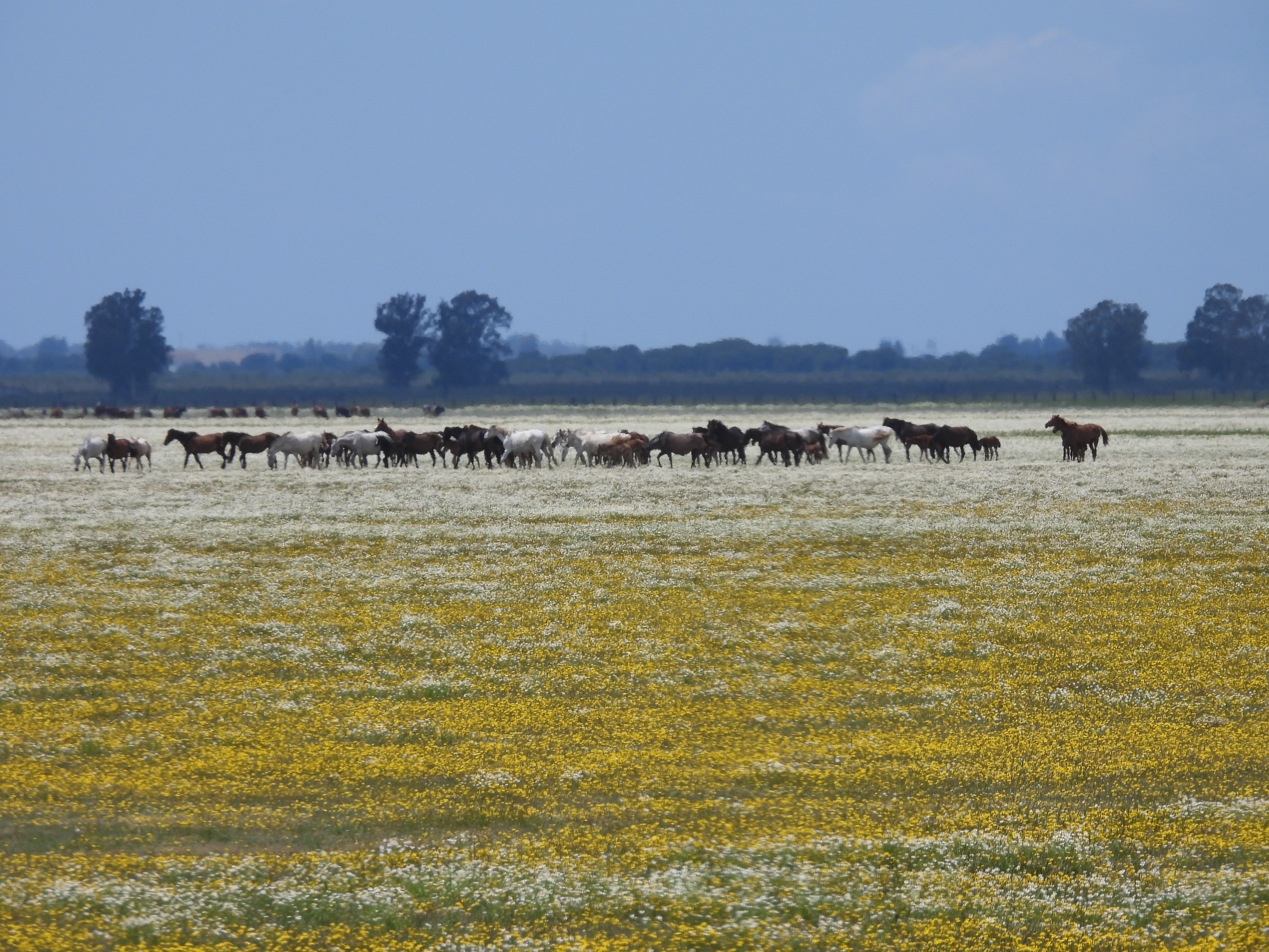 DOÑANA NORTE
