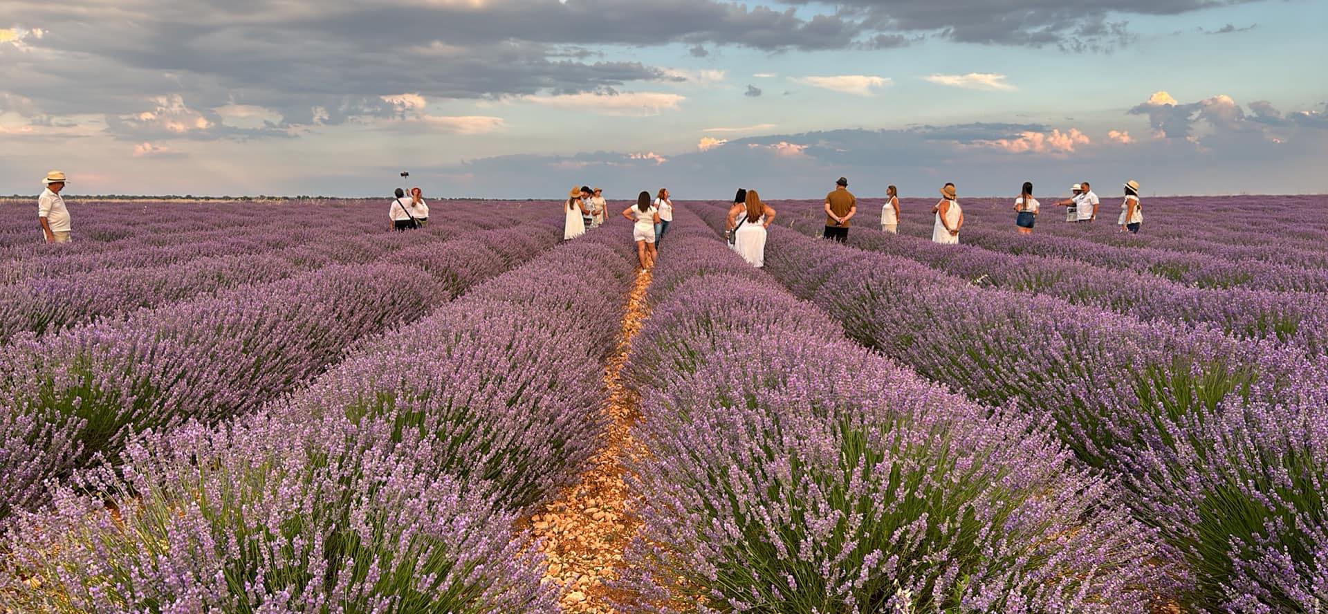 Campos de Lavanda