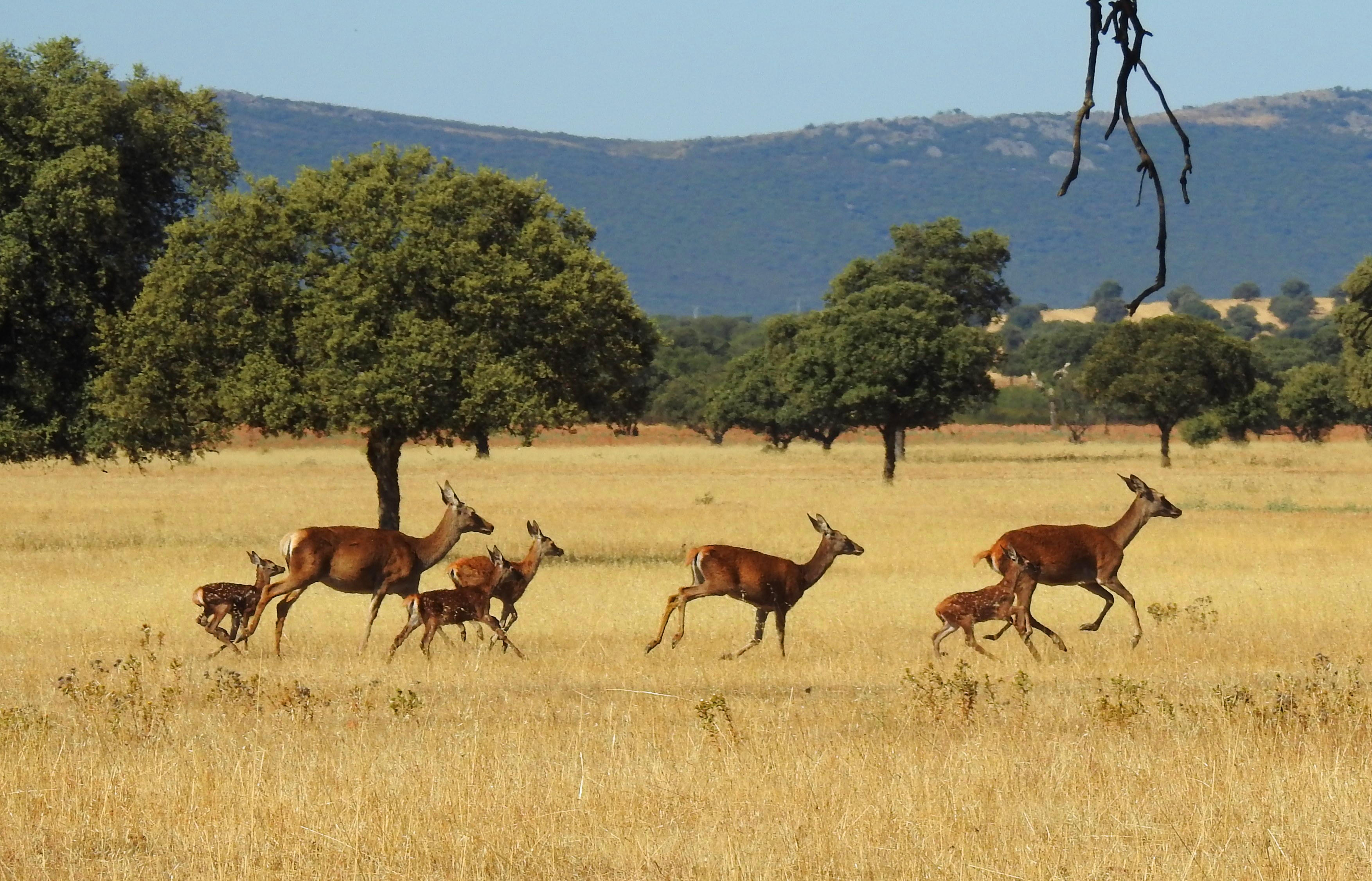 JOYA DEL BOSQUE MEDITERRÁNEO" - PARQUE NACIONAL DE CABAÑEROS