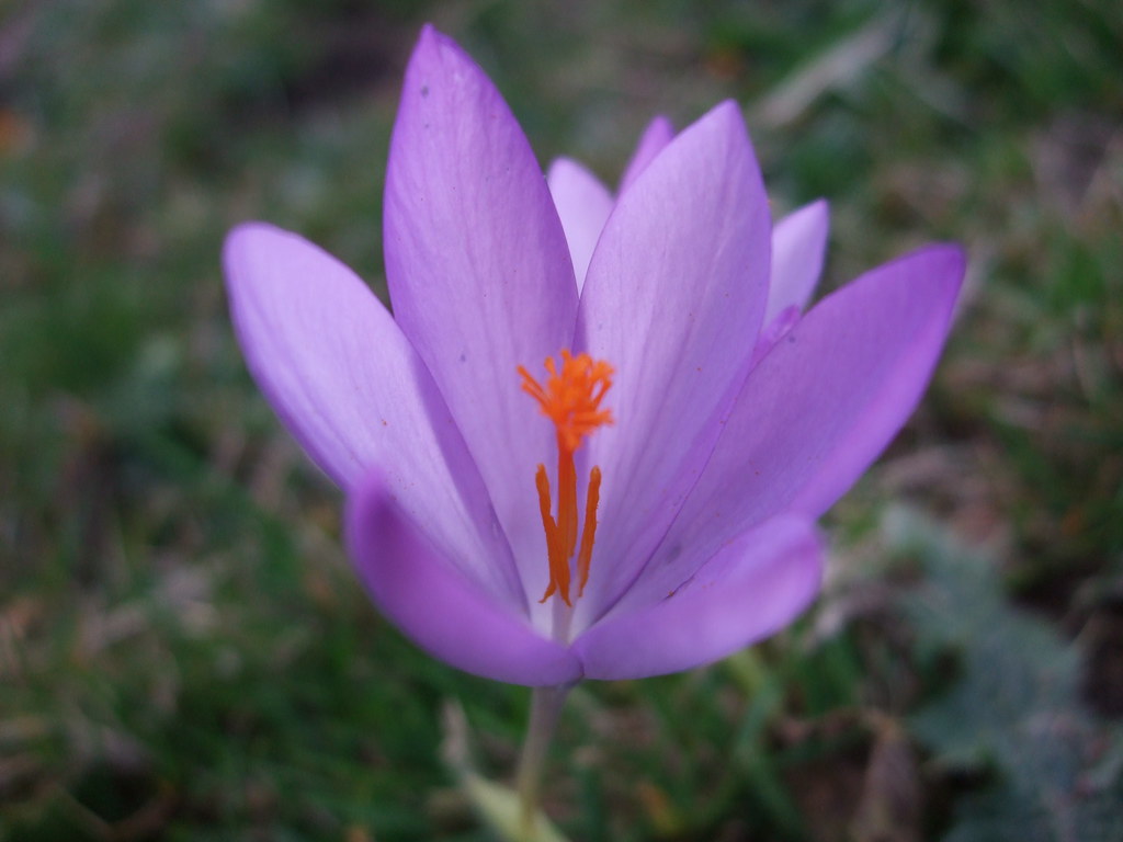 MANZANARES Y LA SOLANA. LA ROSA DEL AZAFRÁN