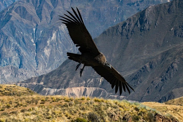 Arequipa / Cañón del Colca