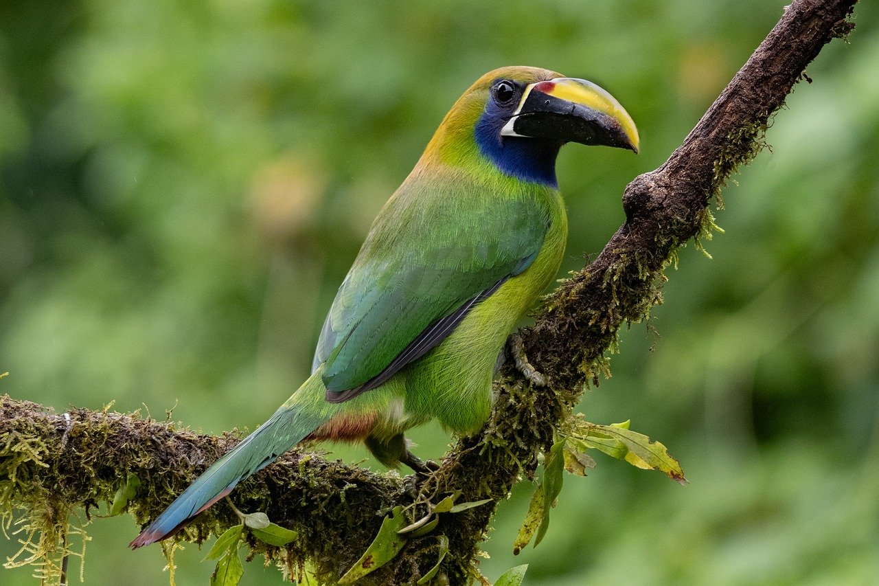 Monteverde / Rincón de la Vieja