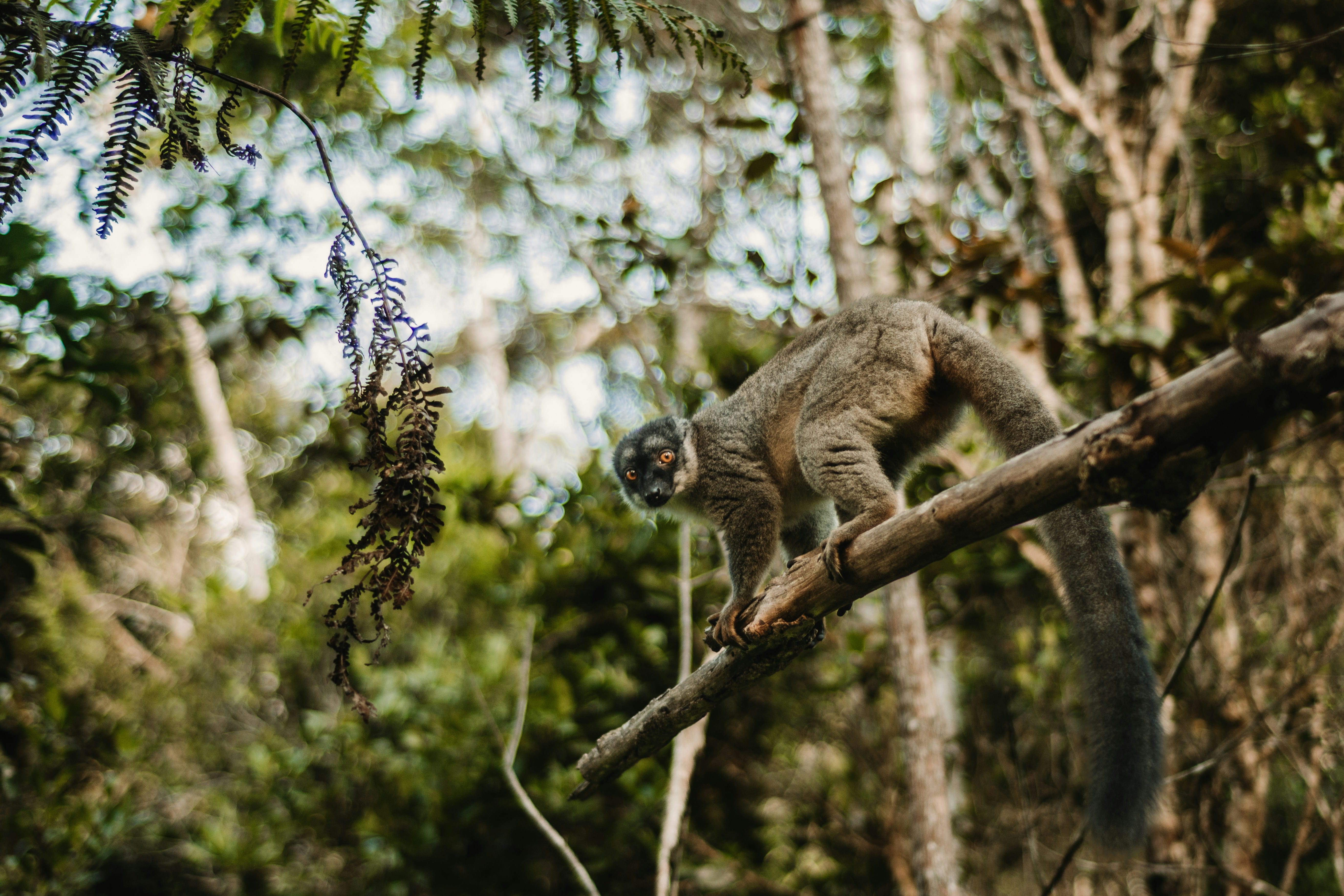 Parque Nacional de Andasibe
