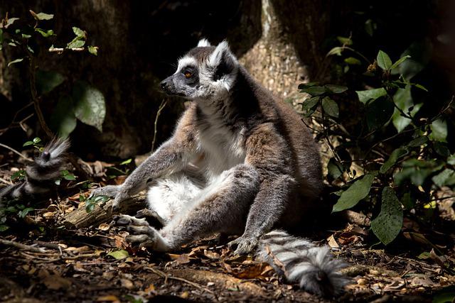Madagascar: esencias del Sur