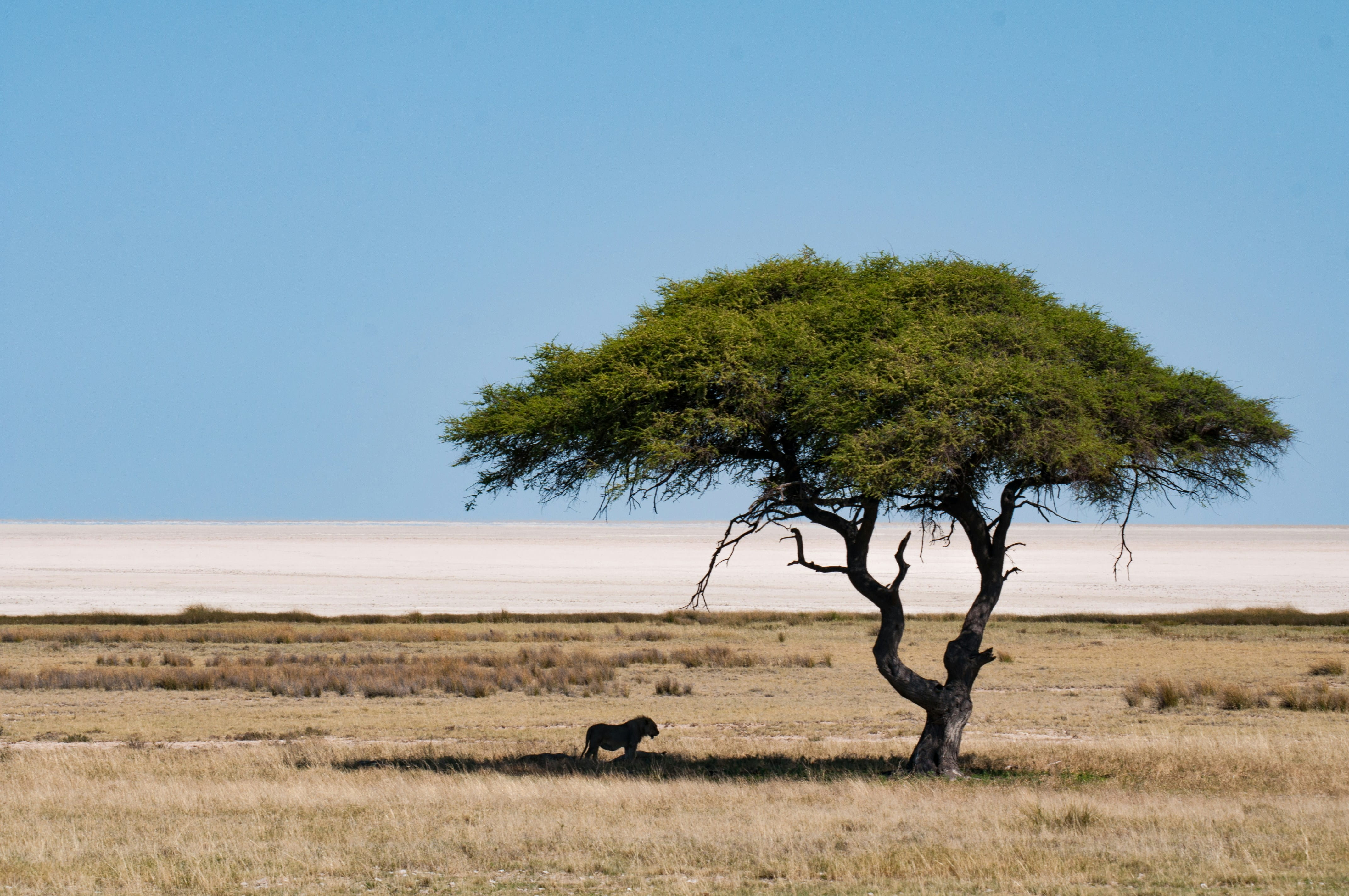 Etosha National Park