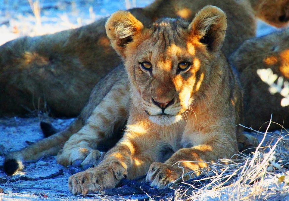 Twyfelfontein / Etosha National Park