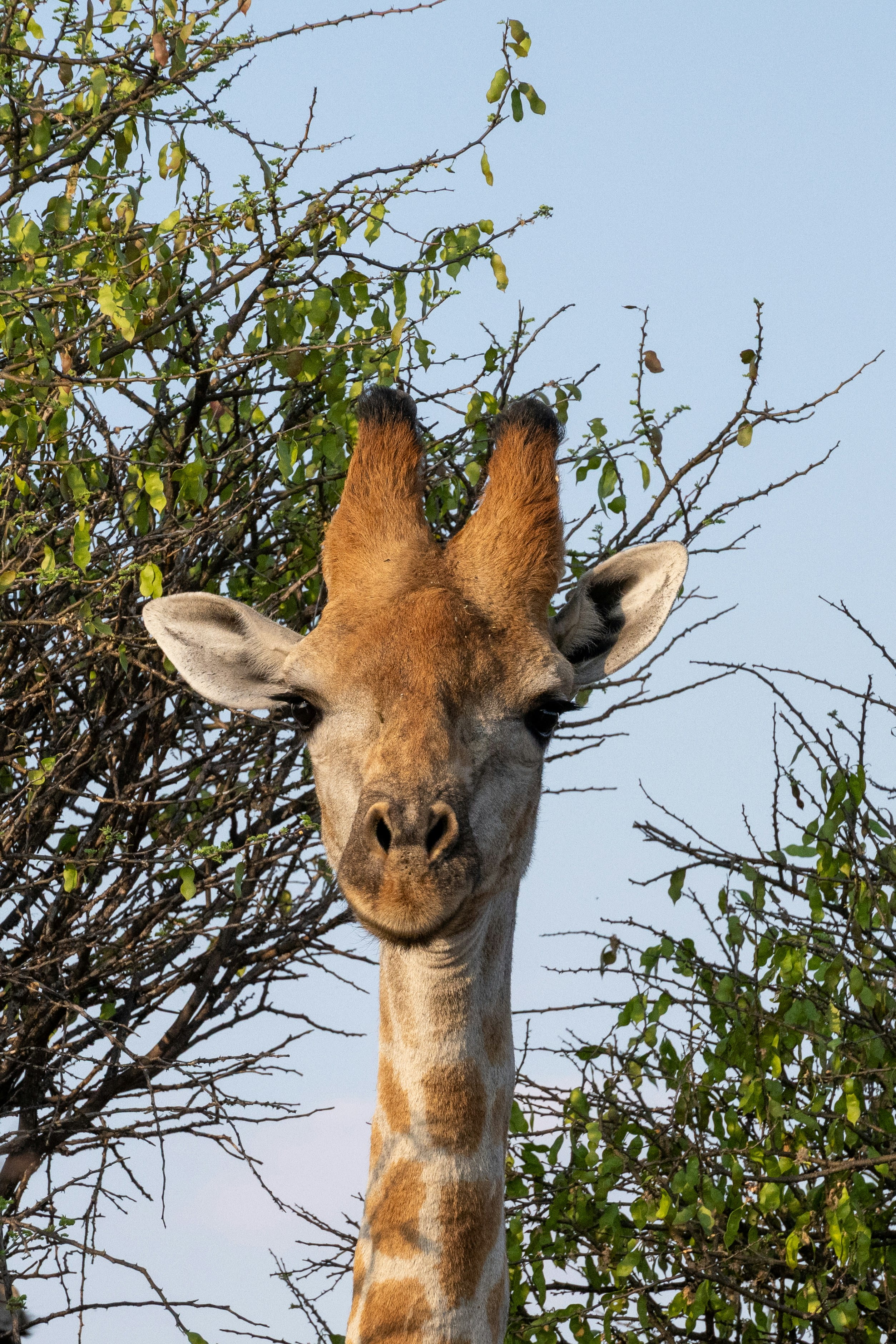Waterberg / Windhoek / España
