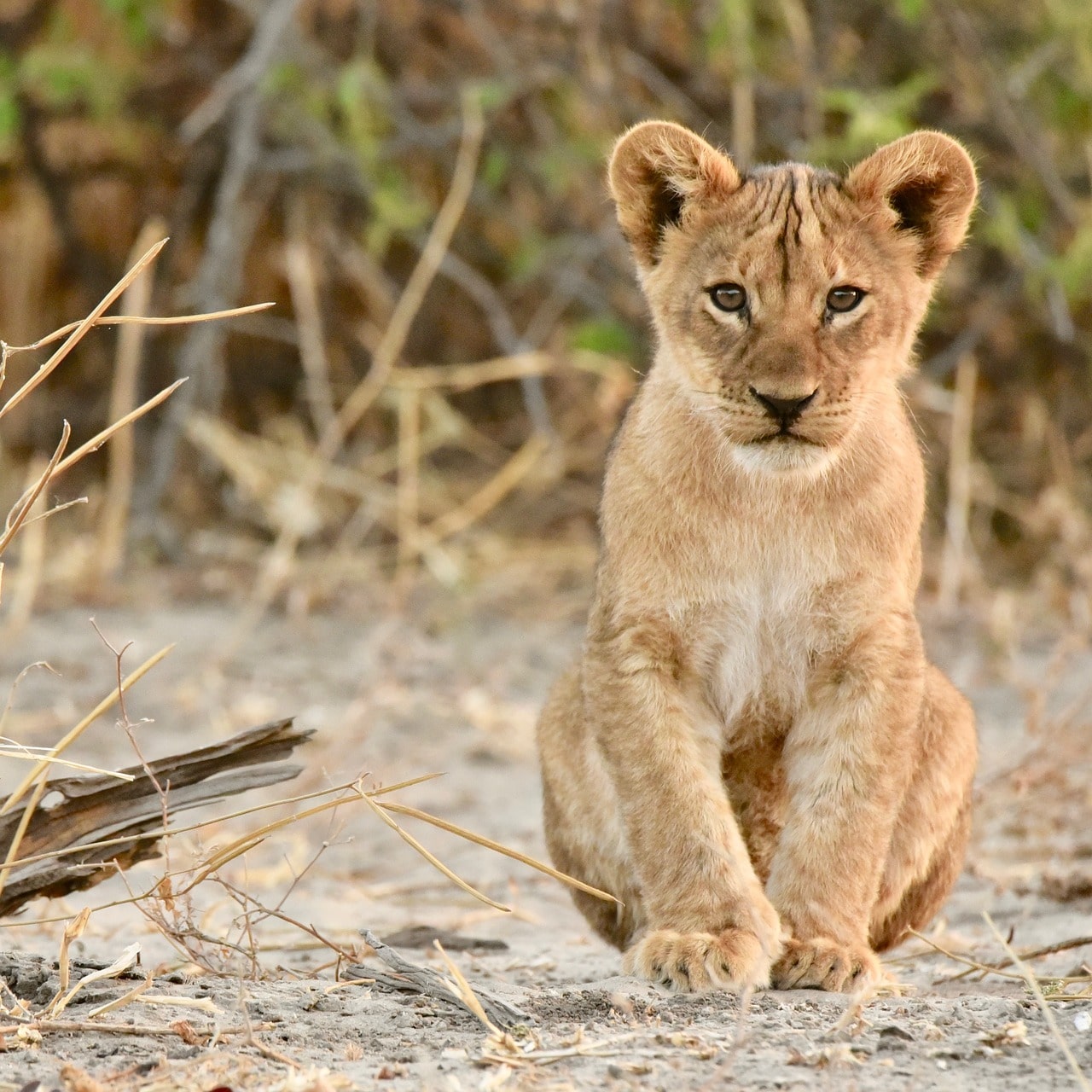 Savute / Chobe