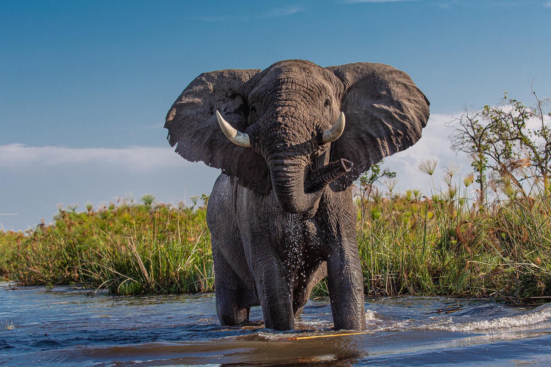 Chobe / Kasane / España