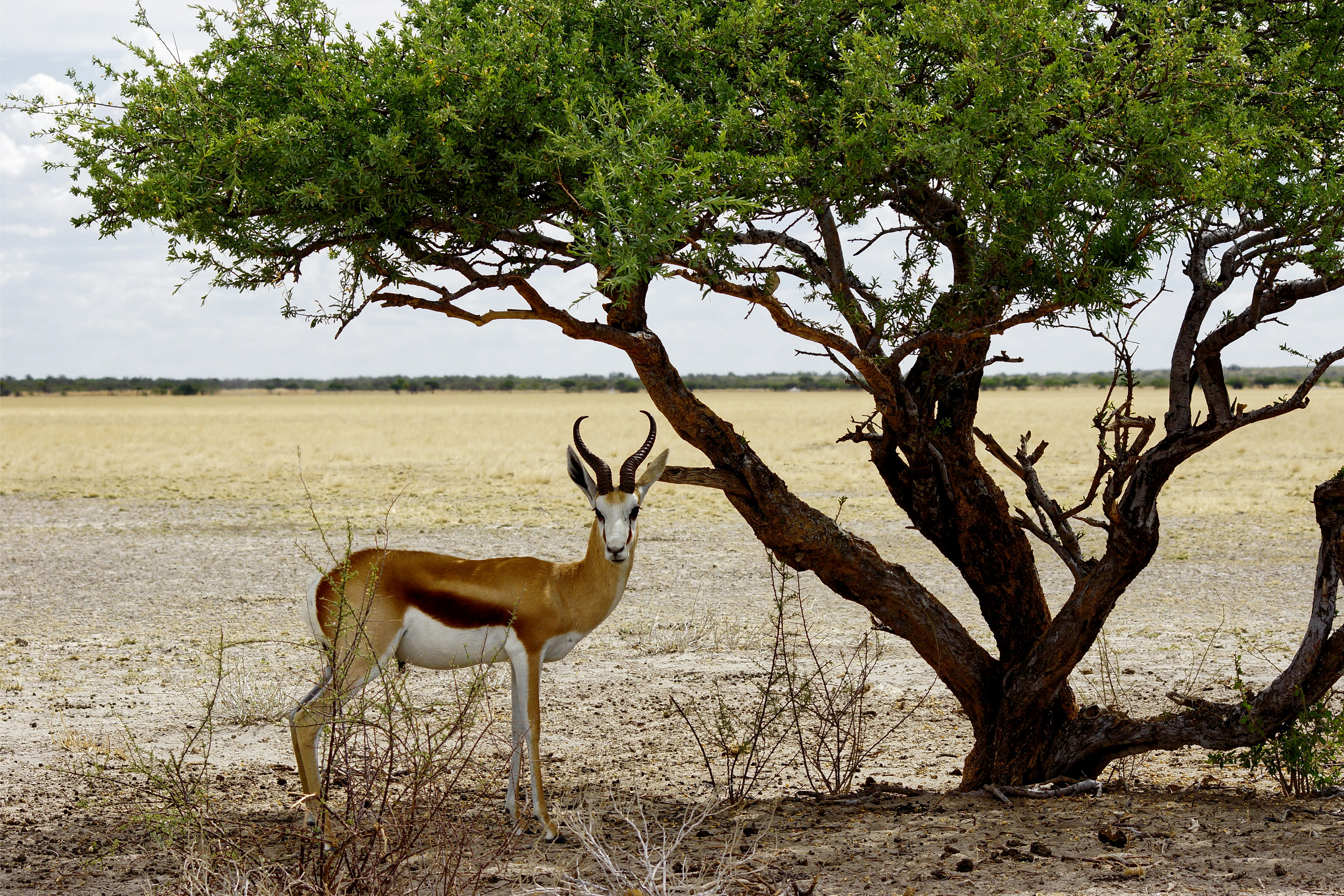 Maun / Kalahari