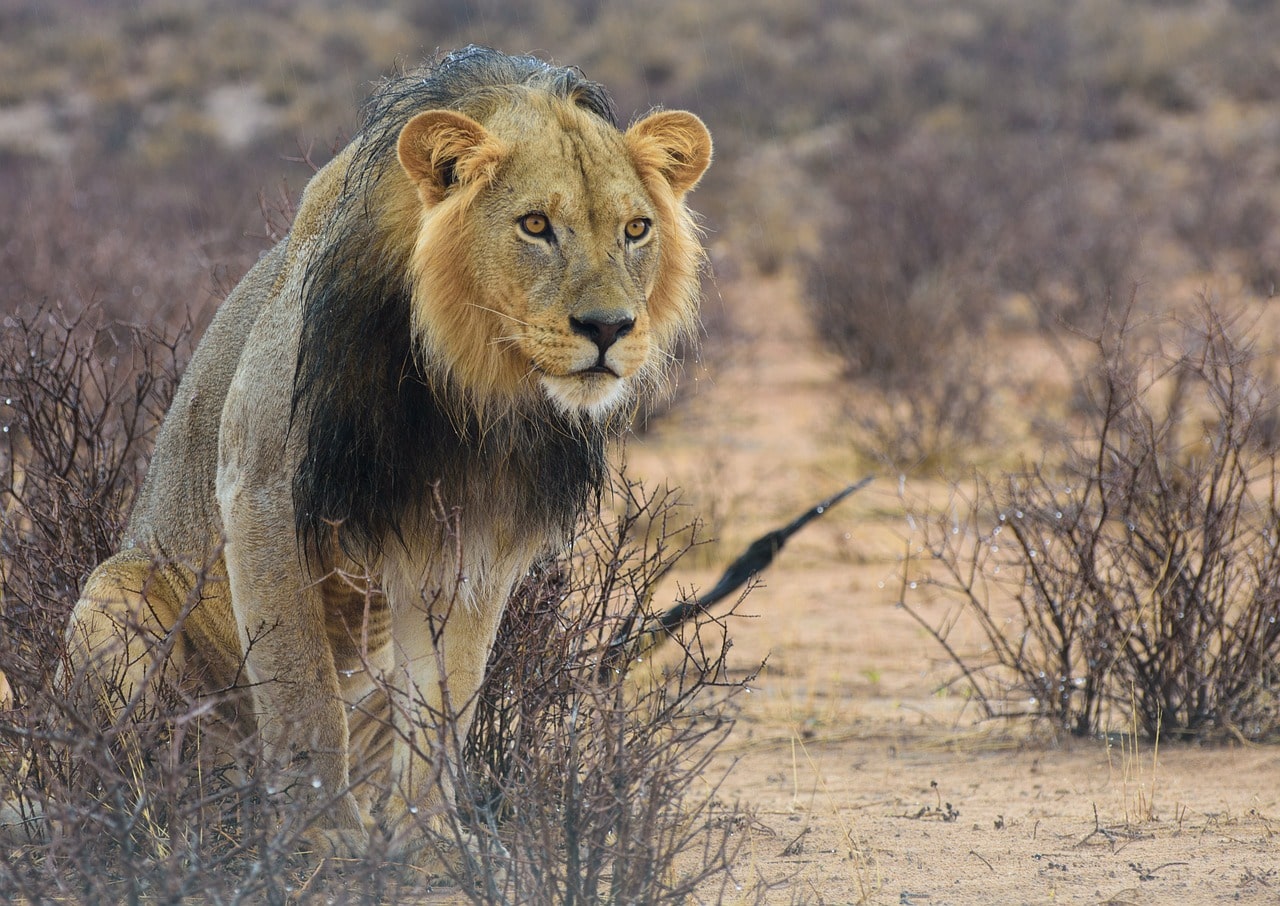 Contrastes de Botswana