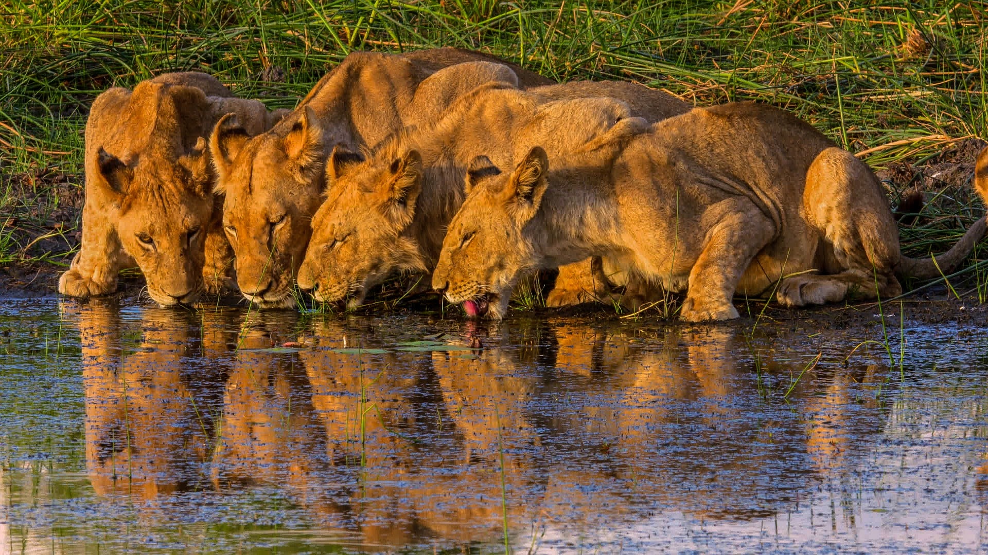 Kalahari / Delta del Okavango
