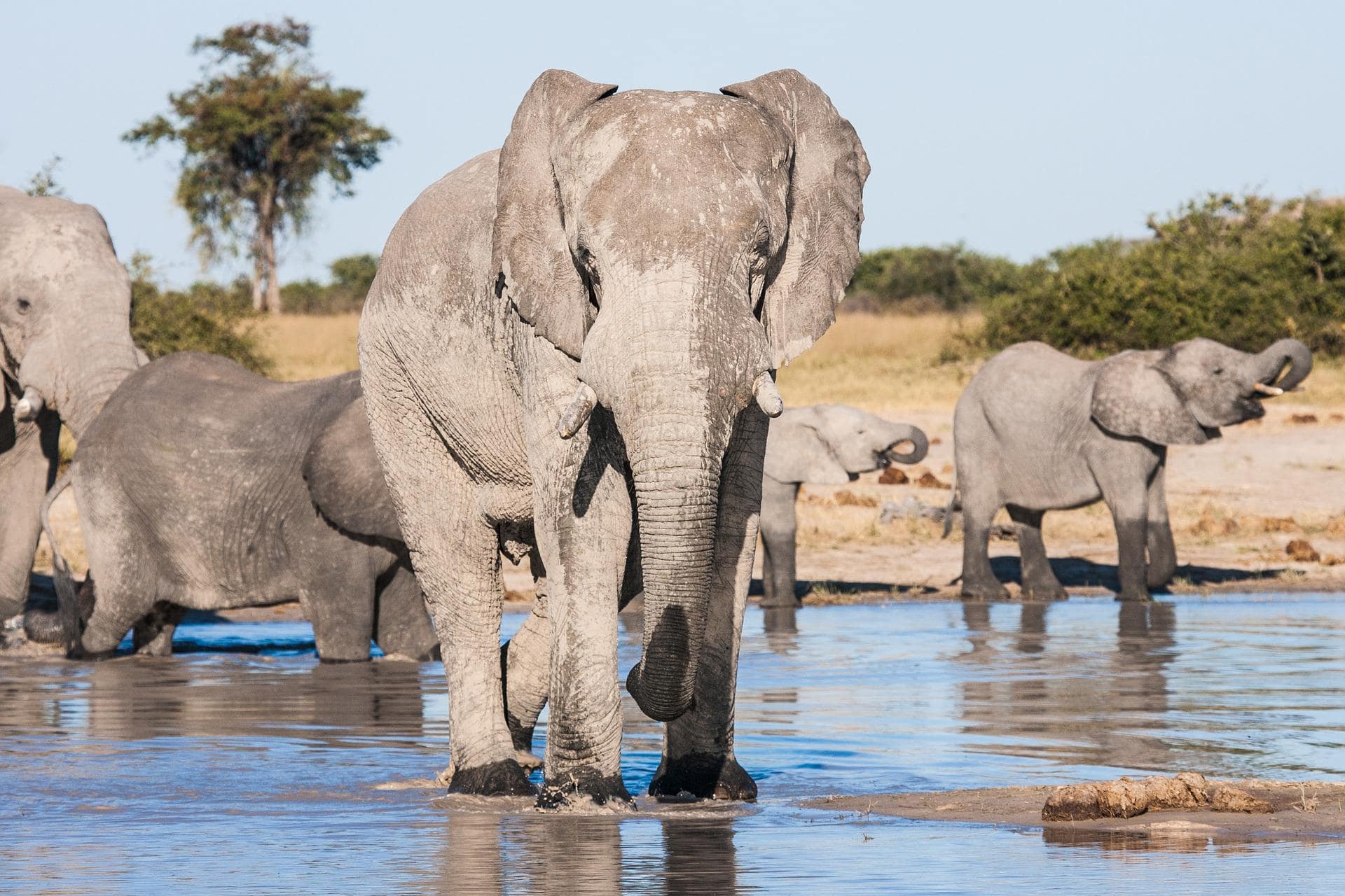 Contrastes de Botswana