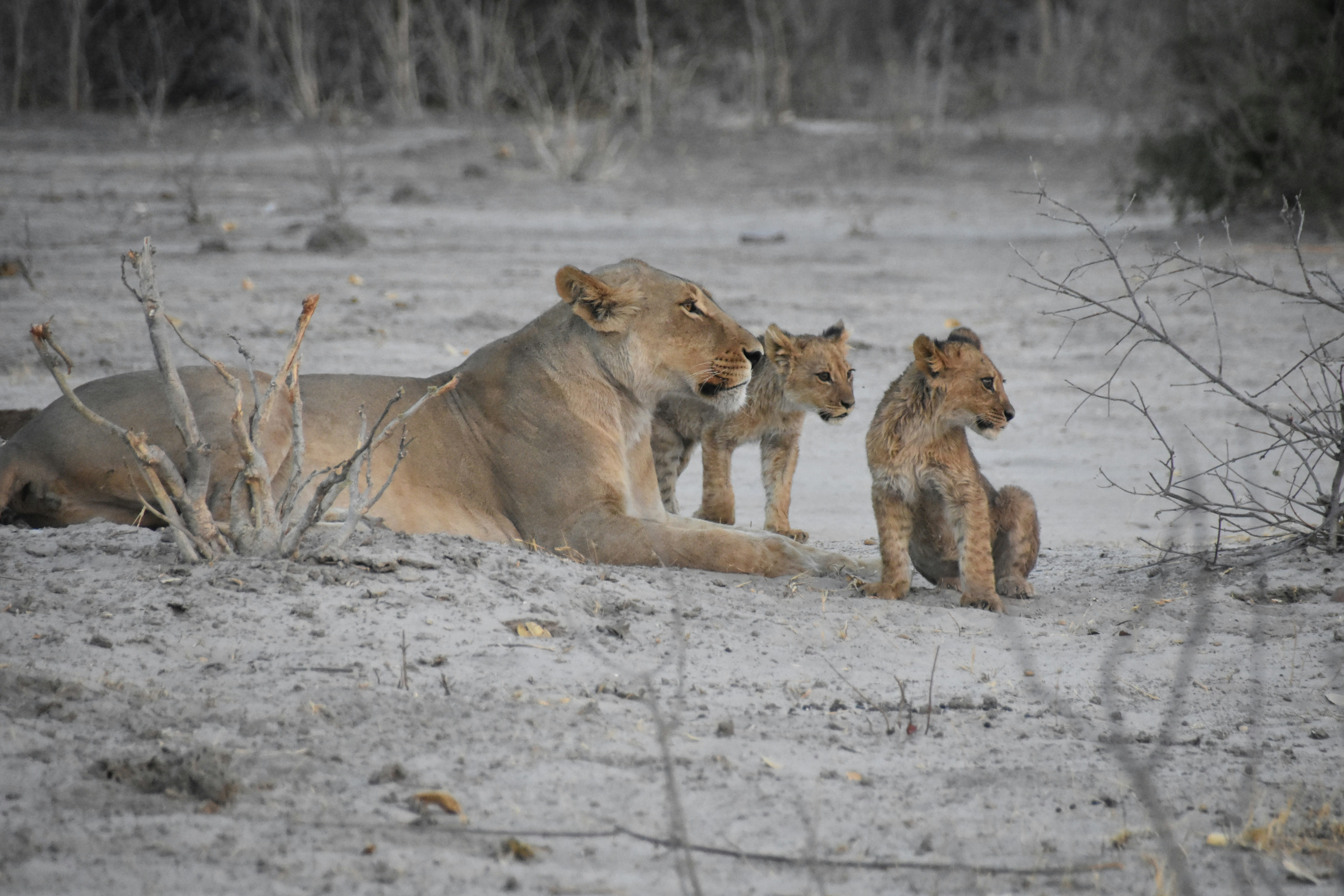 Delta del Okavango / Savute
