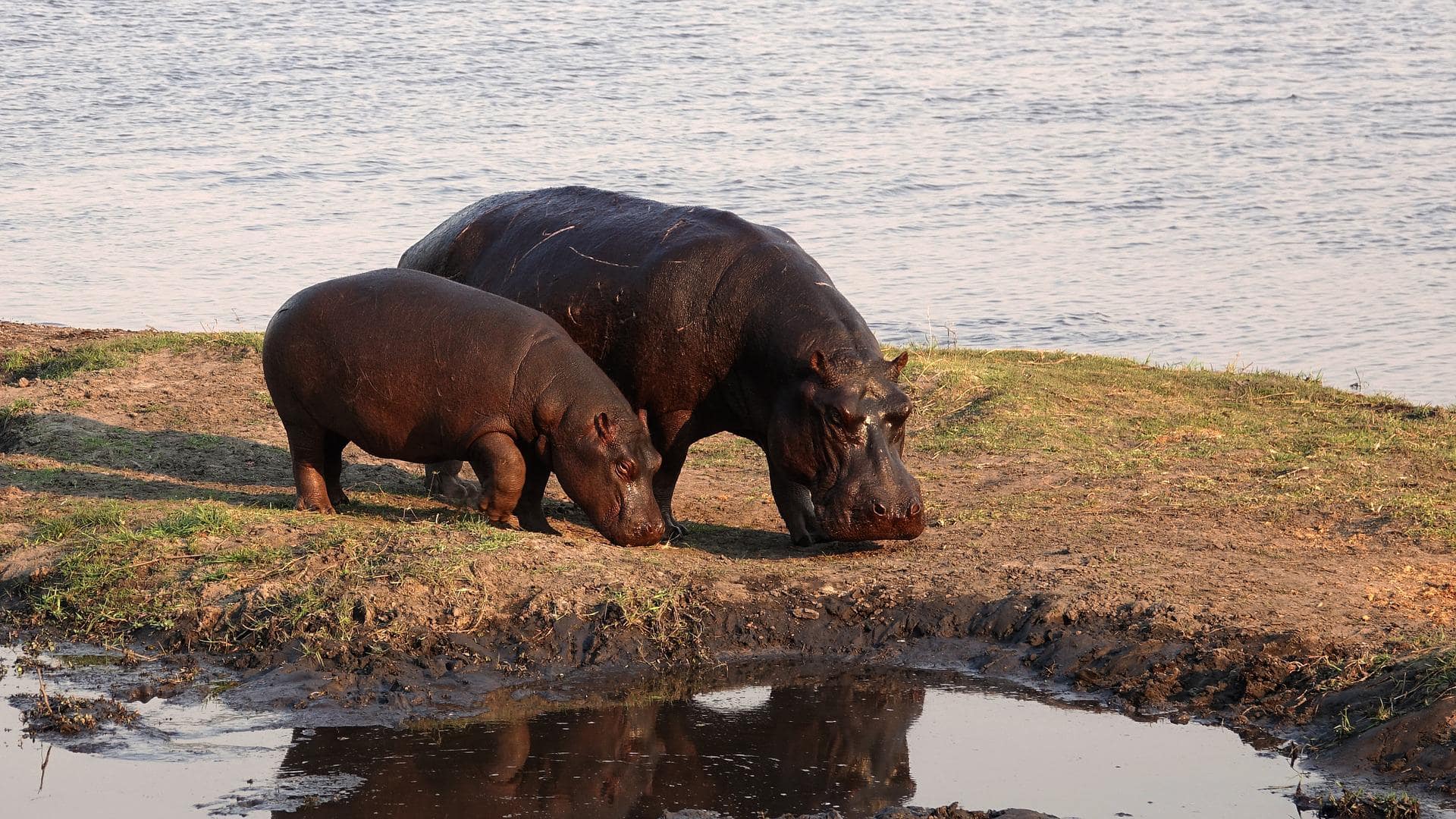 Flying Botswana Express