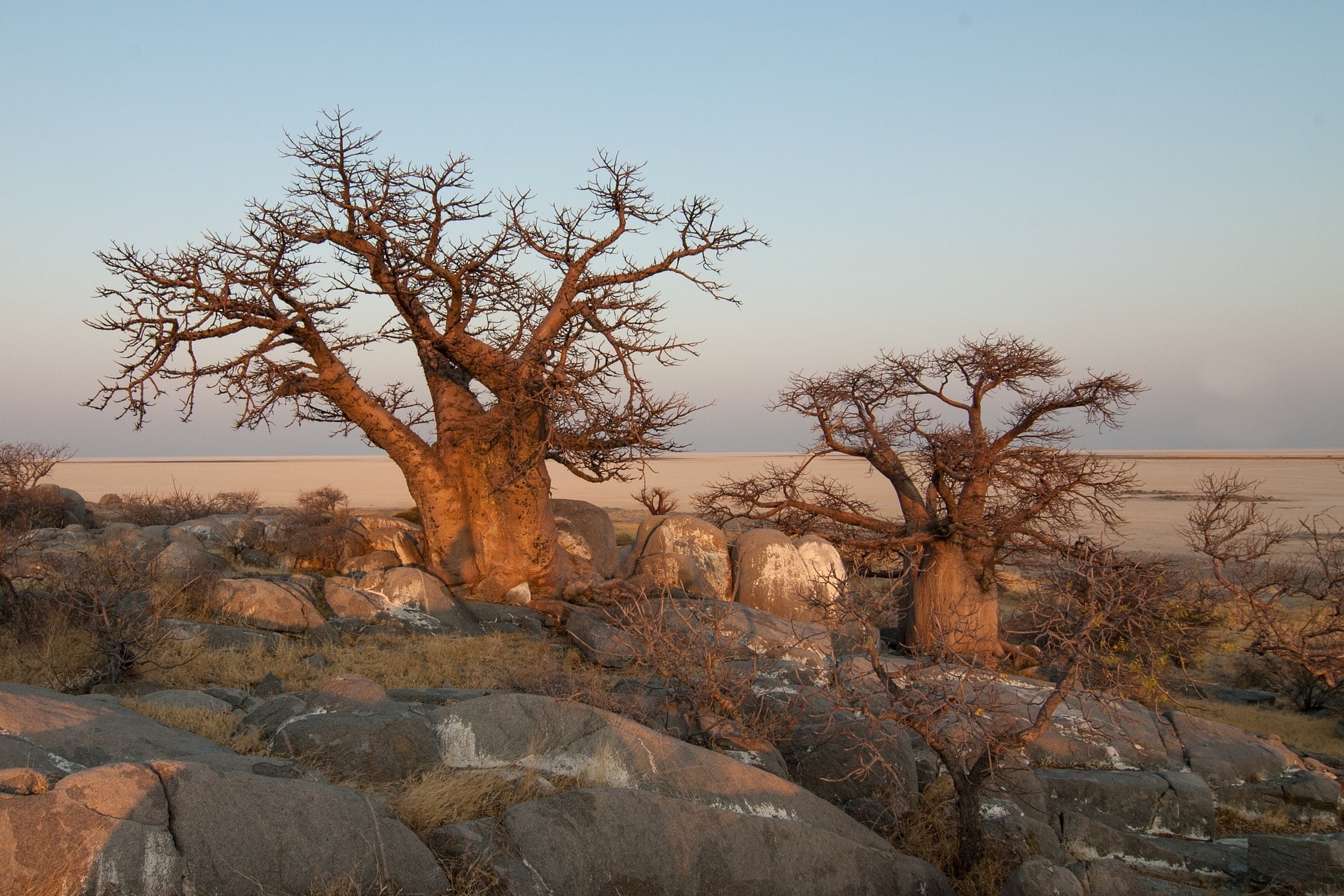 Flying Botswana Express