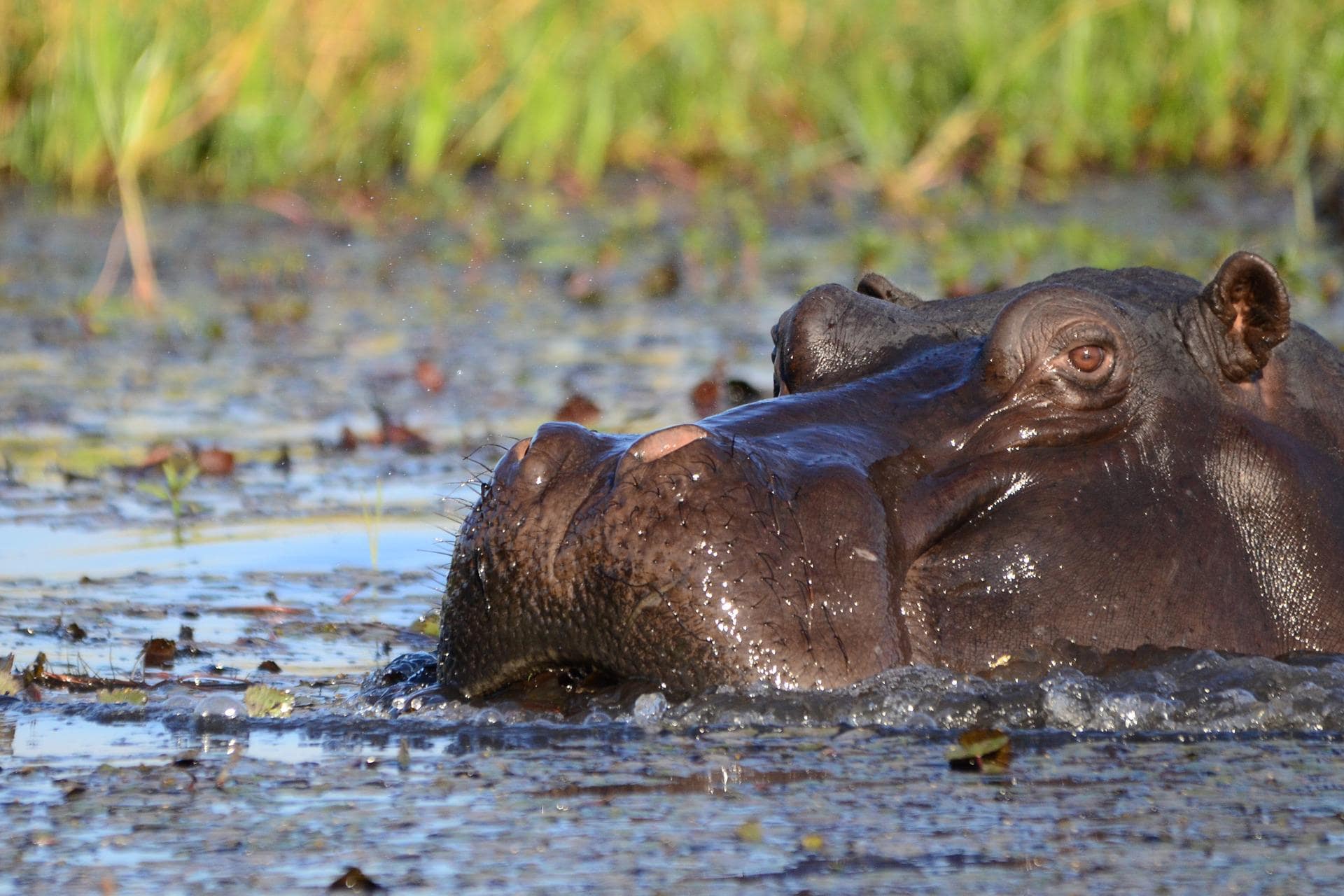 Kasane (PN Chobe, sección Norte)