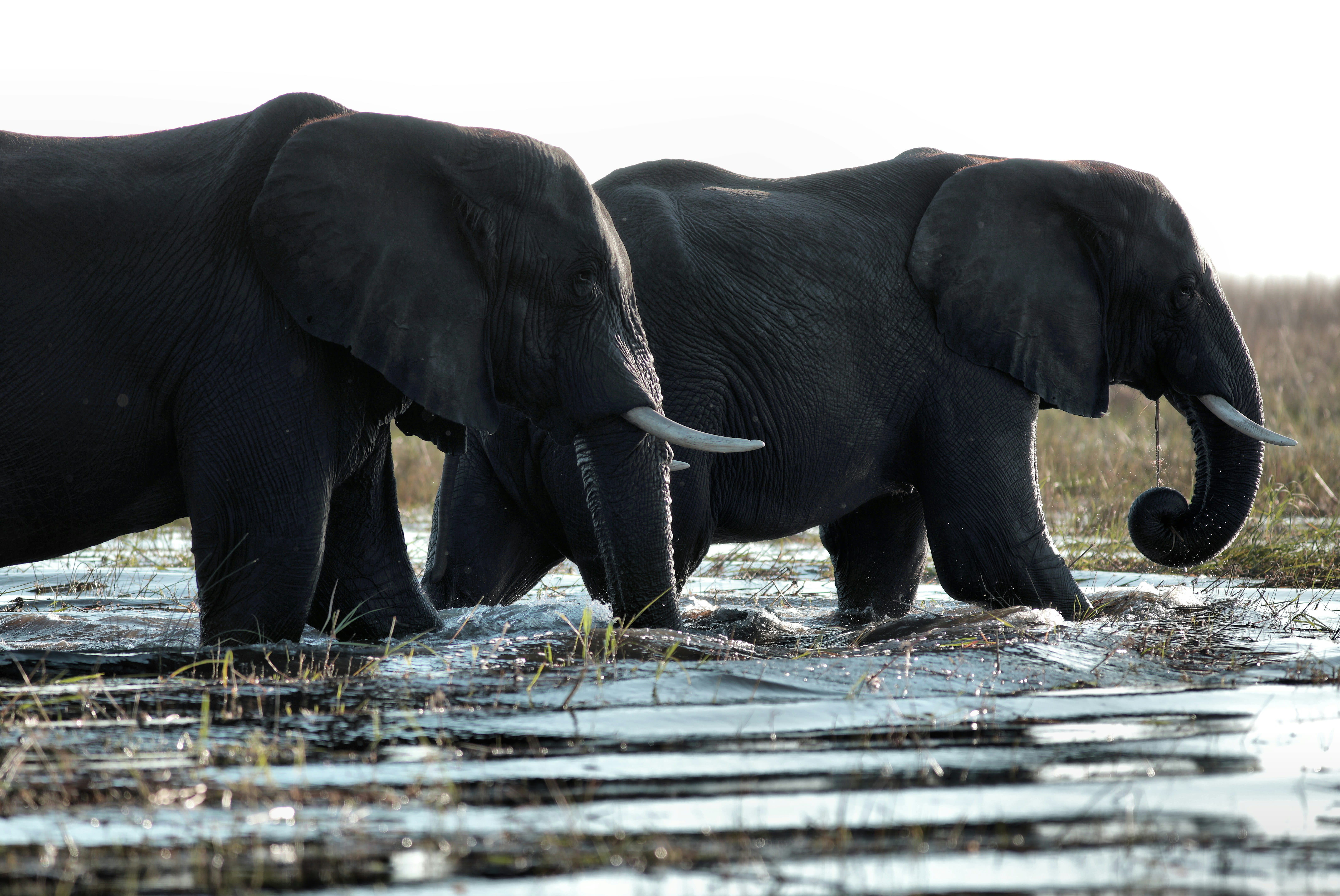Kasane (PN Chobe, sección Norte)