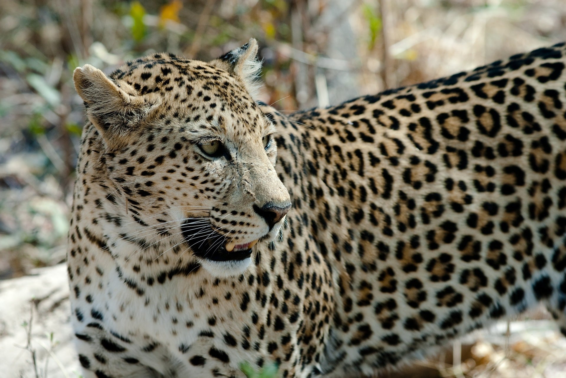 Flying Botswana Express