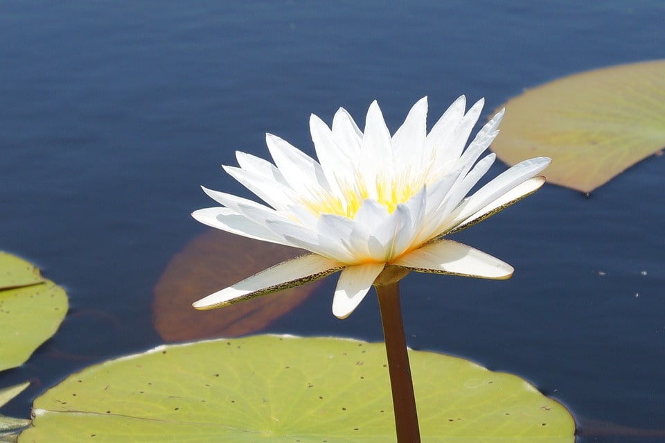 Delta del Okavango