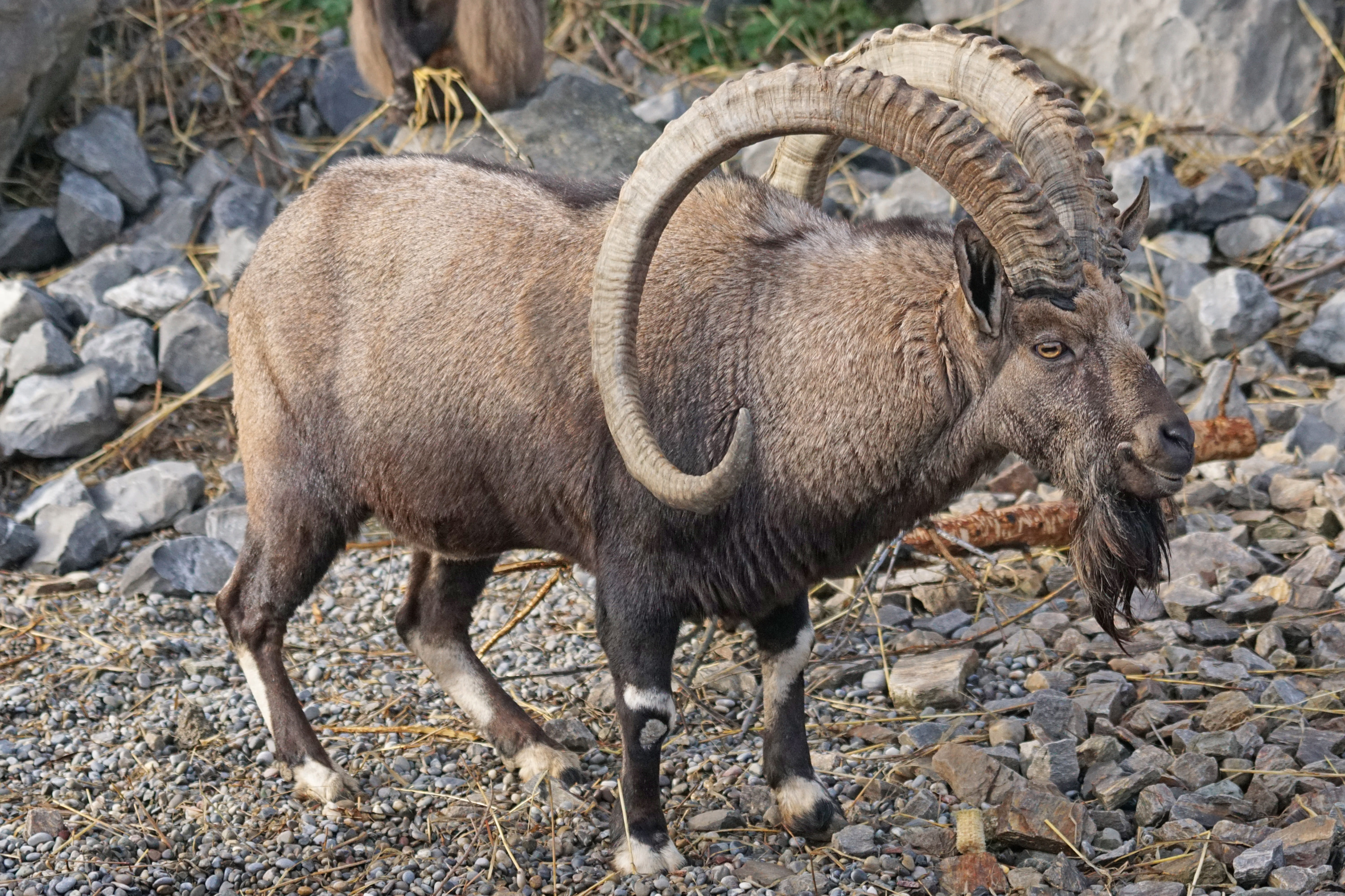 Turmi / Kangate / Turmi