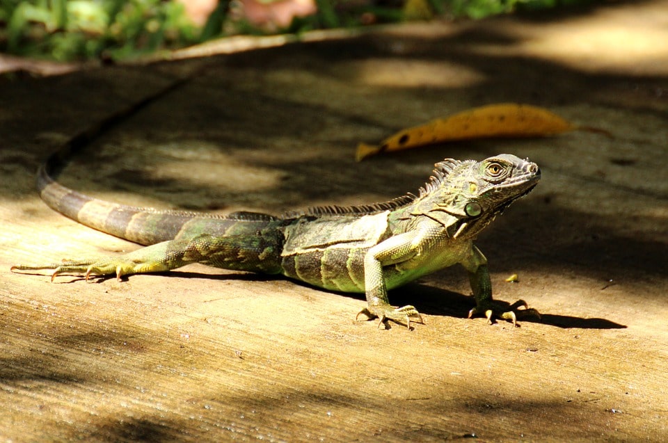 Costa Rica, Pura Vida