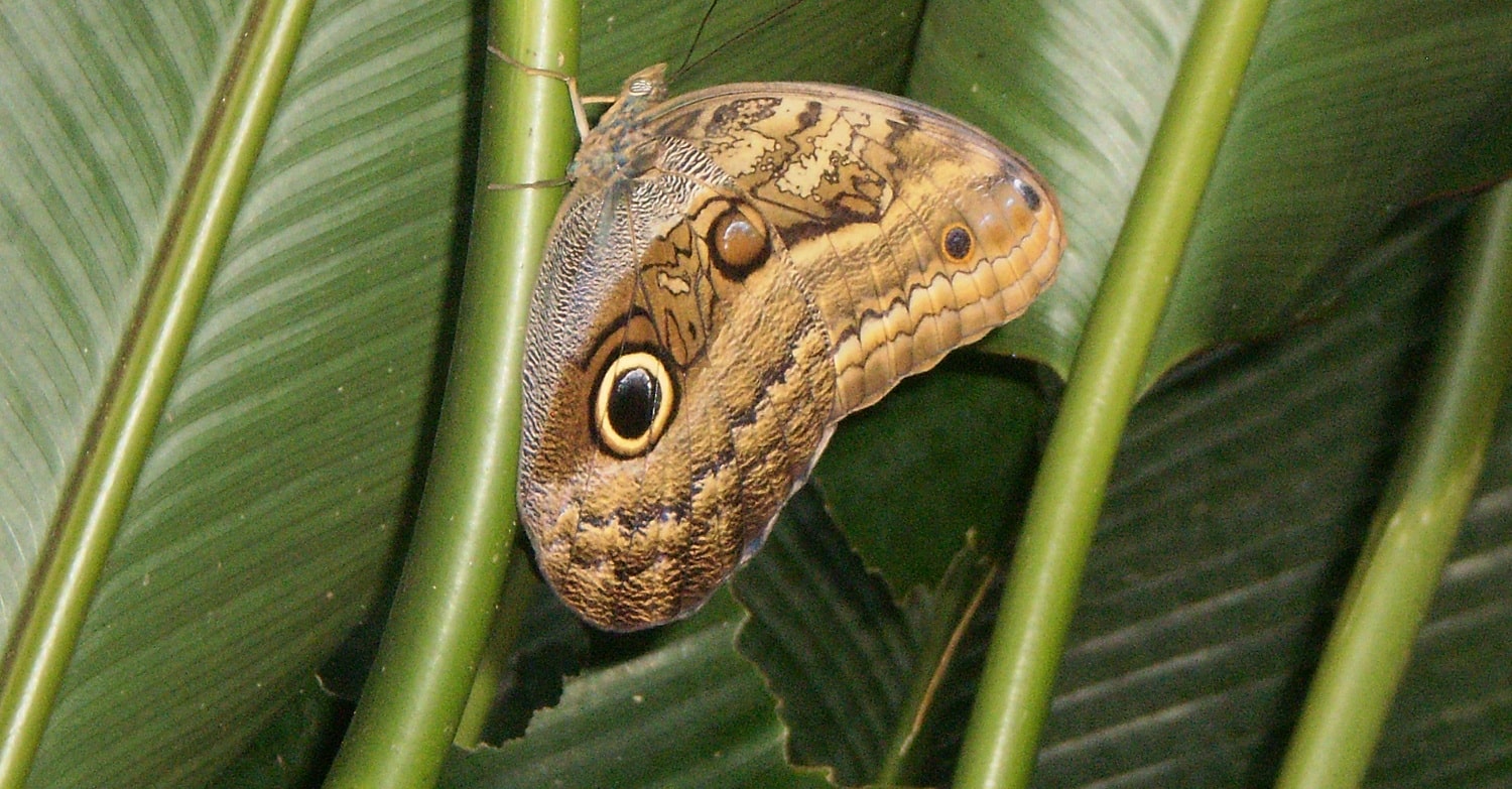 Costa Rica, Pura Vida