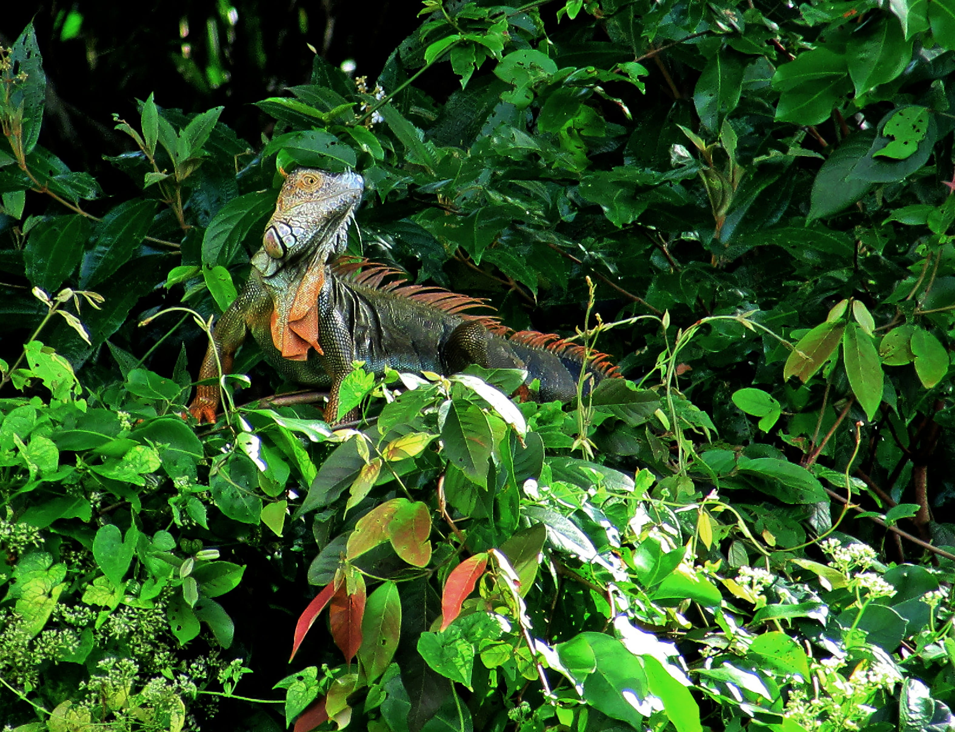 Tortuguero / San José