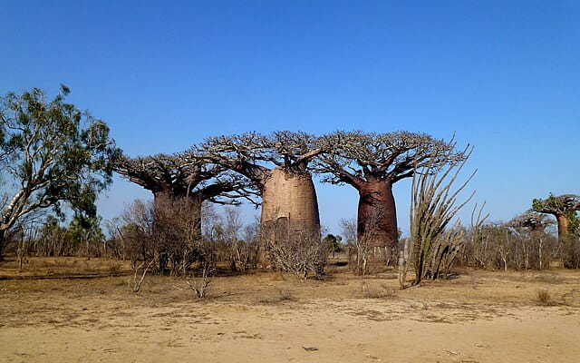 Ambatomilo / Morombe (115 Km± 5h)