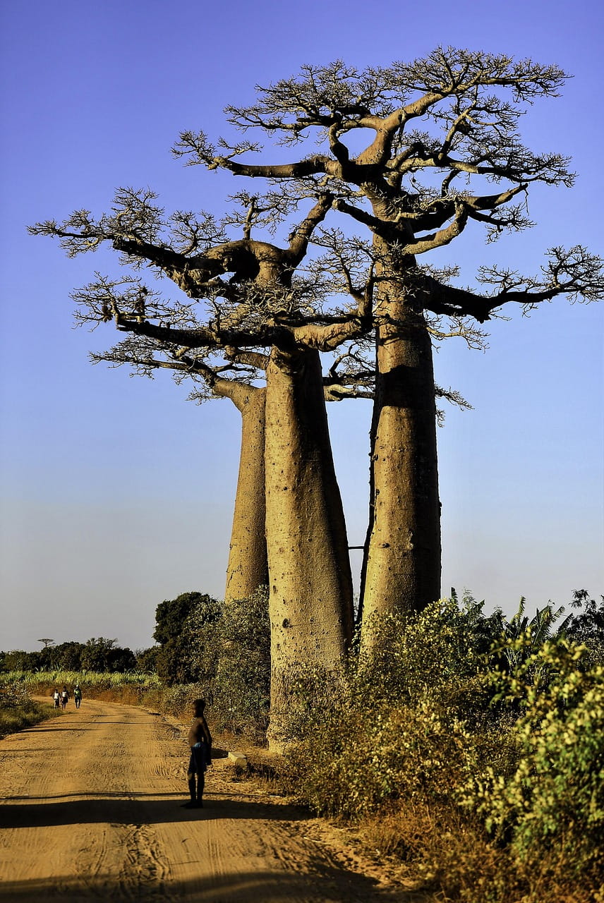 Morondava / Belo Sur Mer (90 Km ±4h)
