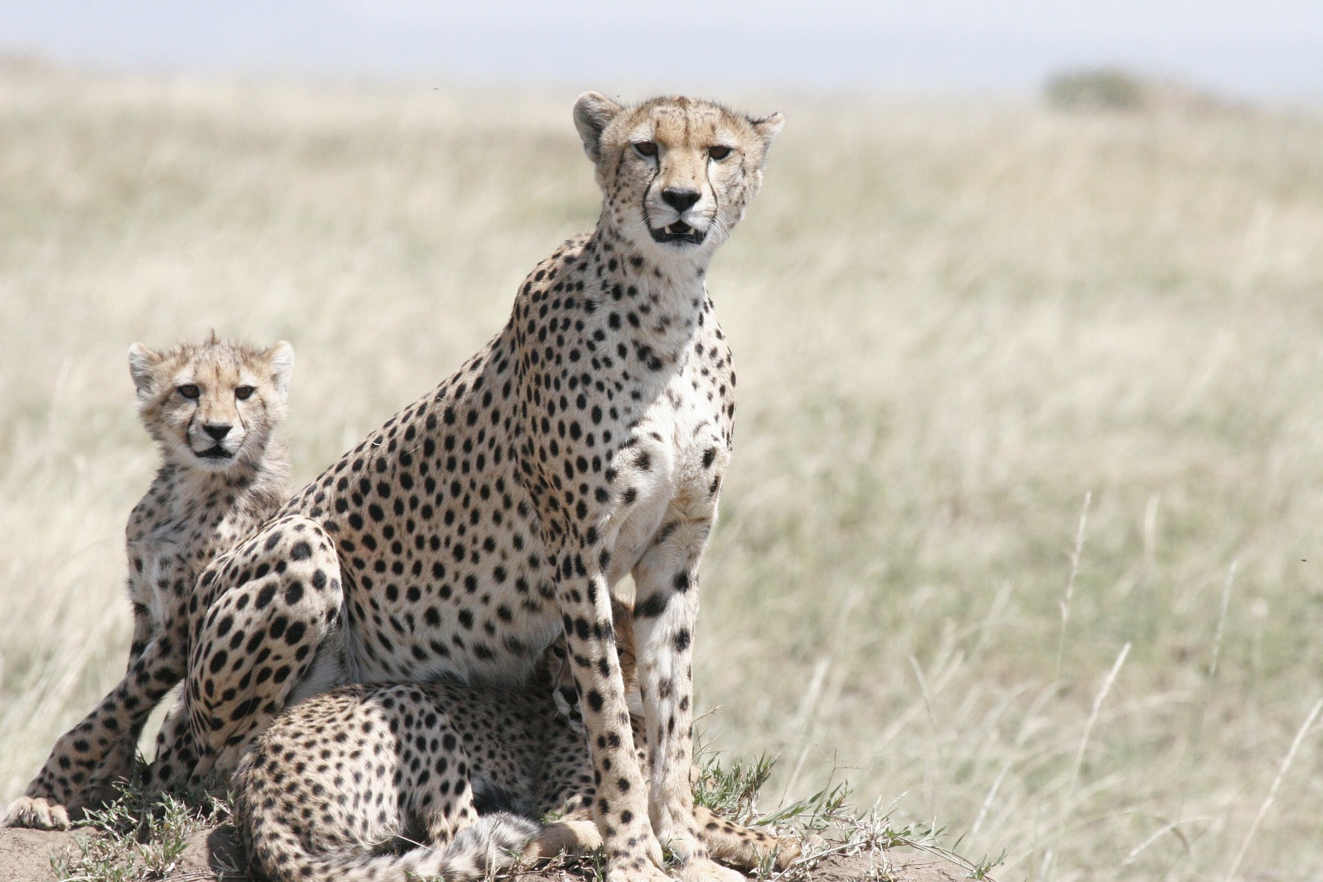 Arusha / Sinya