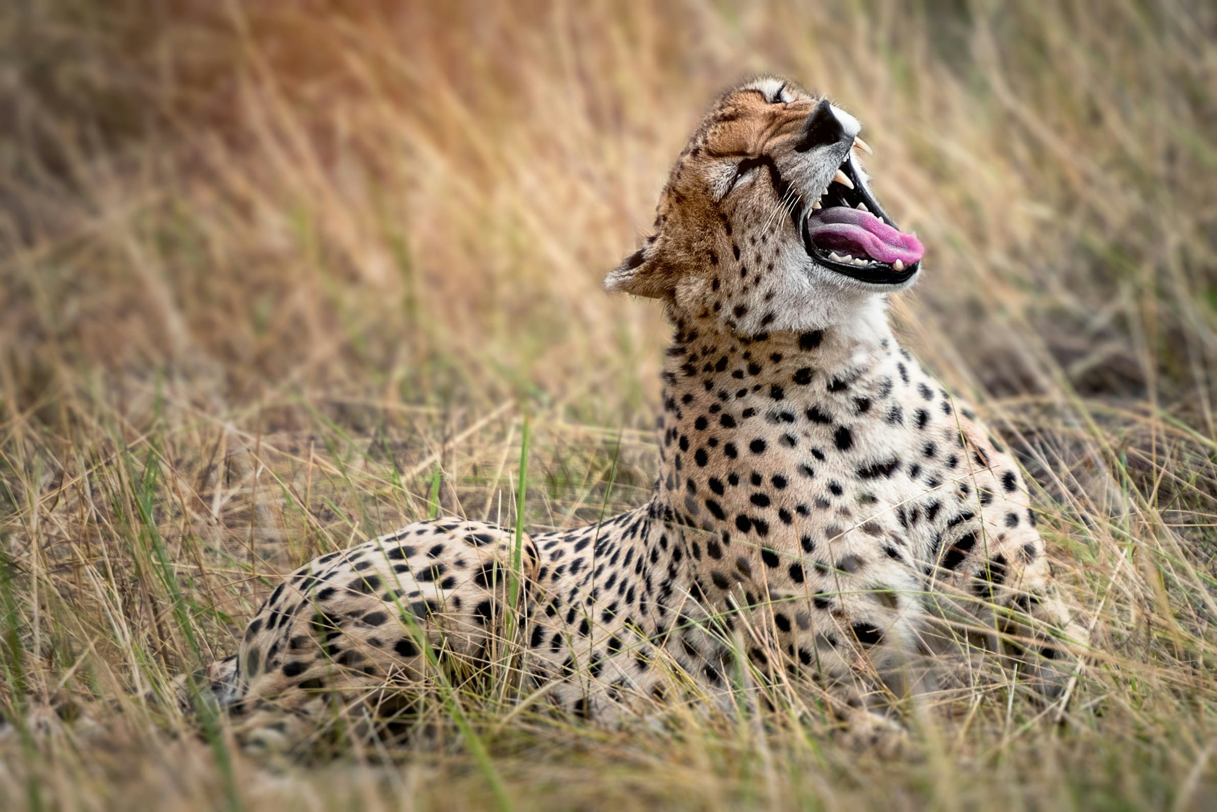 Parque Nacional Serengeti