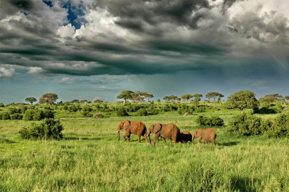 Tarangire / Arusha