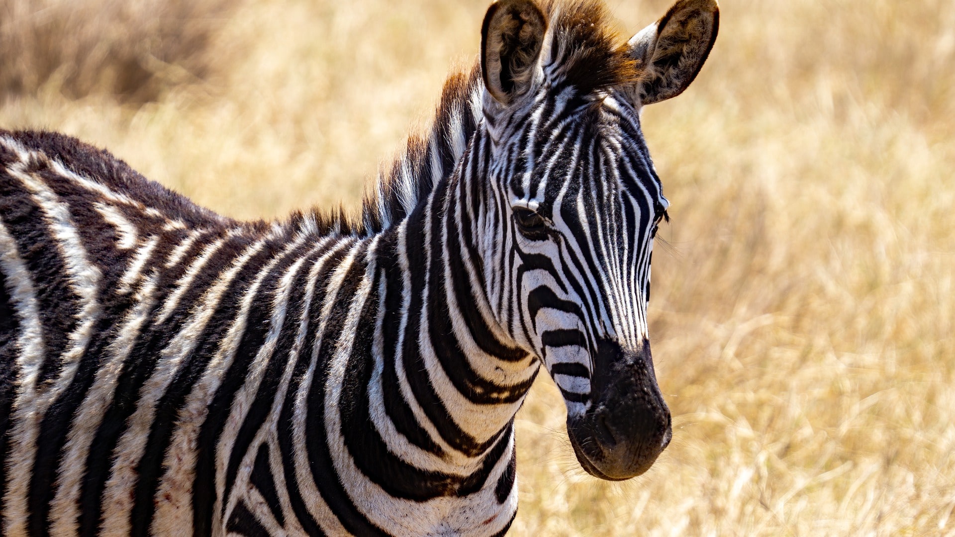 Esencia de Tanzania
