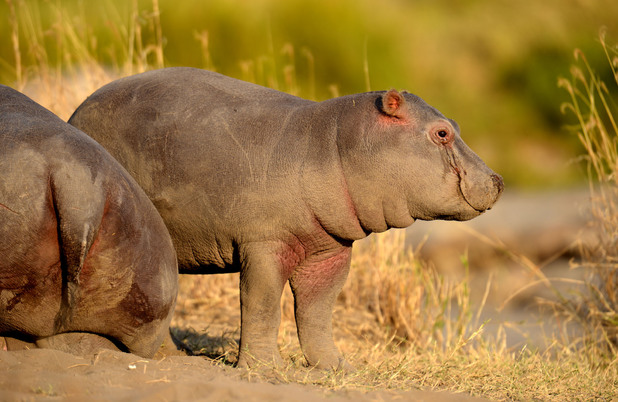 Parque Nacional Serengeti