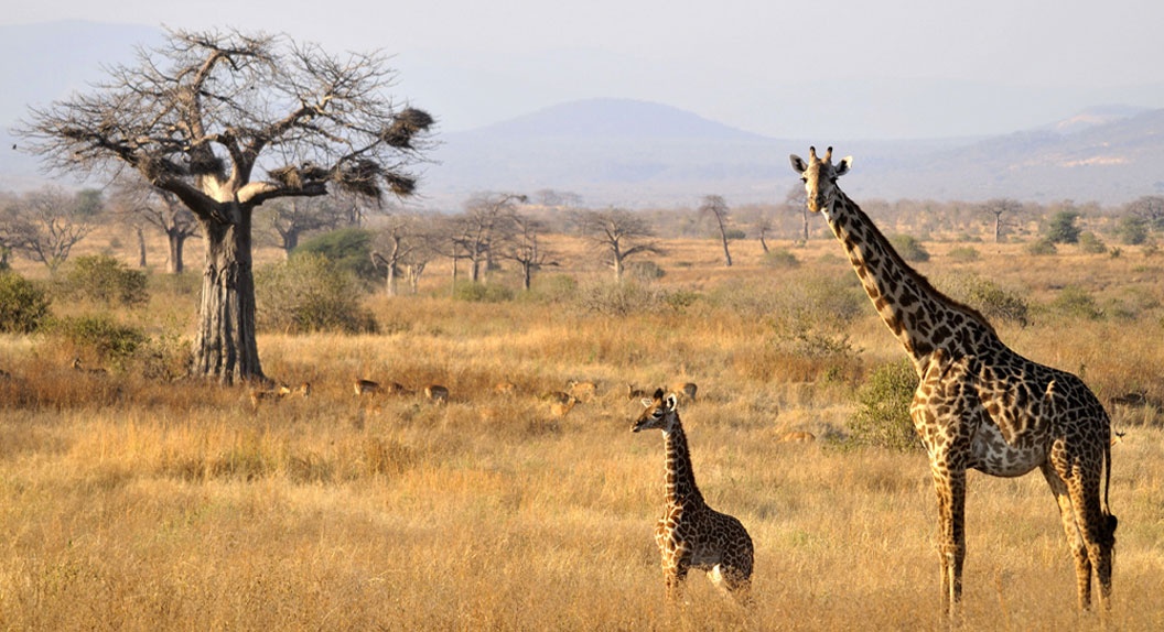 Sinya - Elerai / Parque Nacional Tarangire