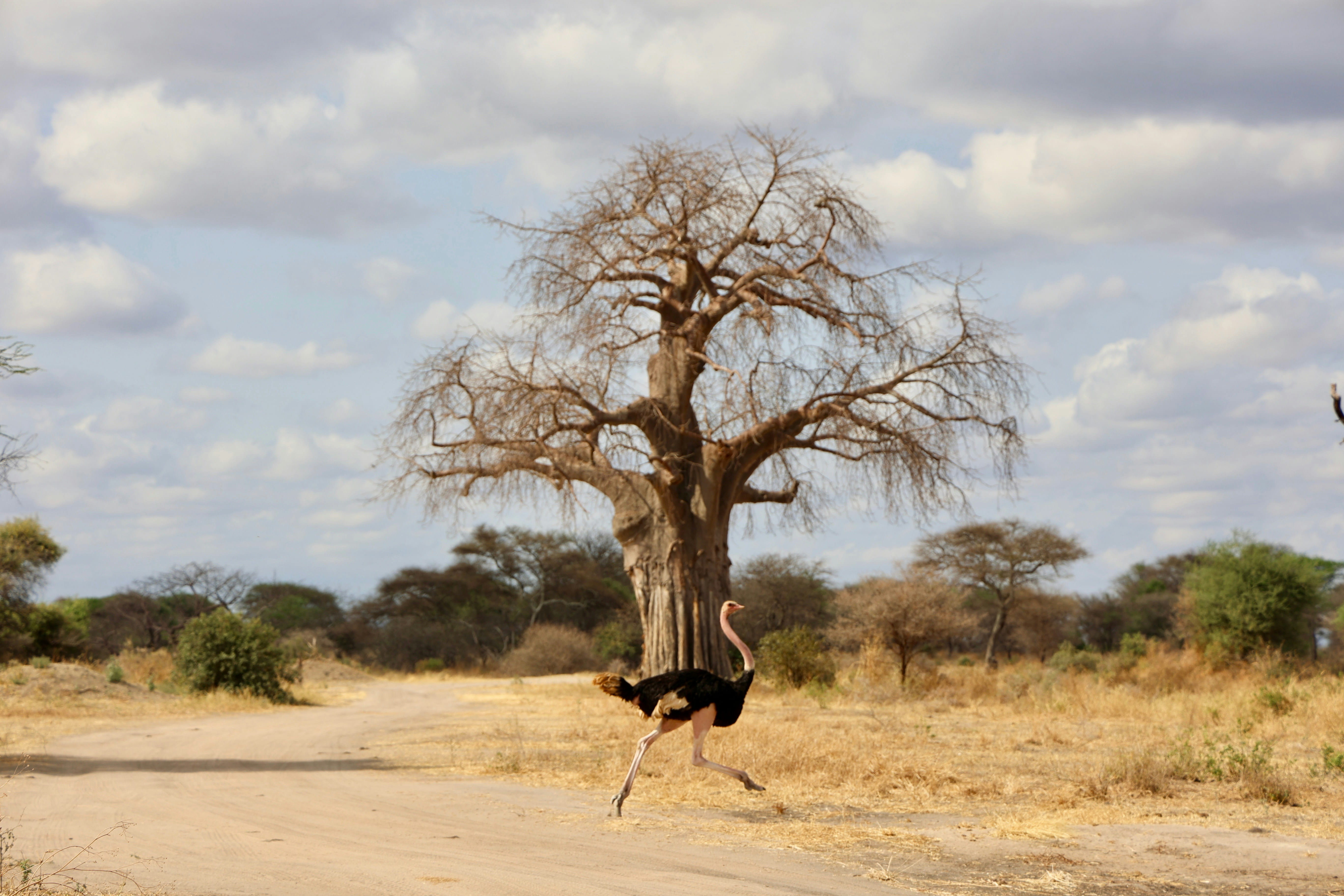 Parque Nacional Tarangire / Parque Nacional Manyara - Karatu