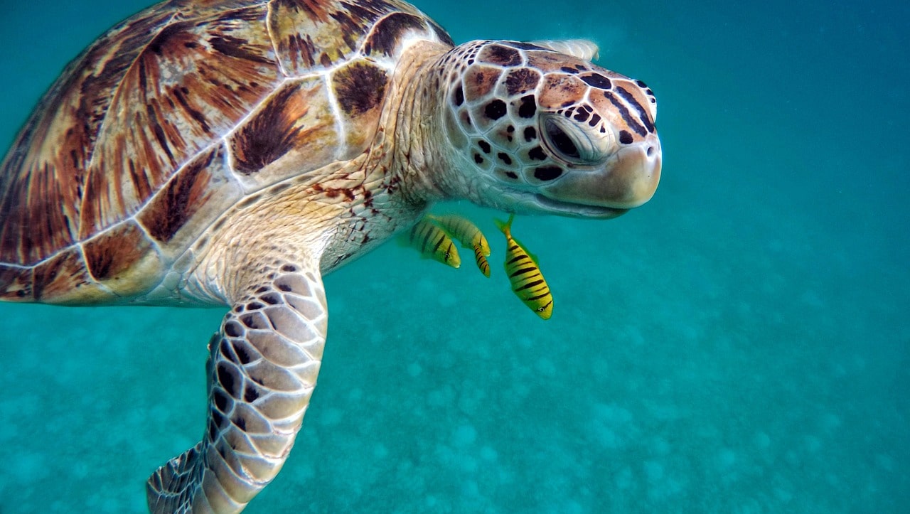 Hotel Joy Island All Inclusive Maldives (5*) Todo Incluido