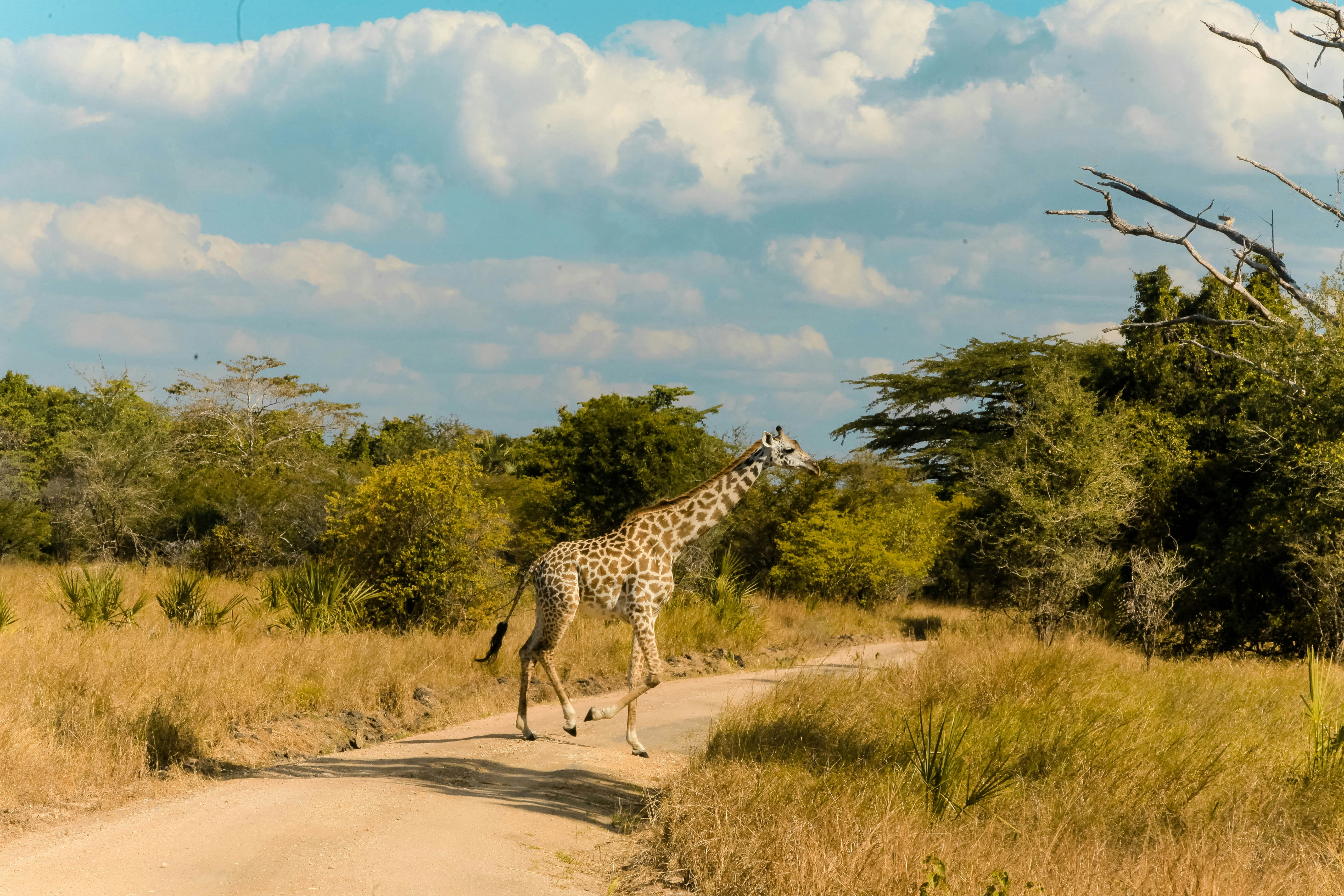 Saadani Safari Lodge