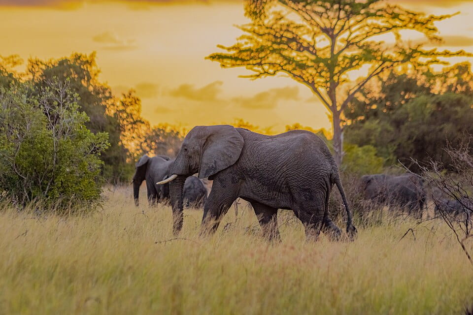 Saadani Safari Lodge / Zanzíbar
