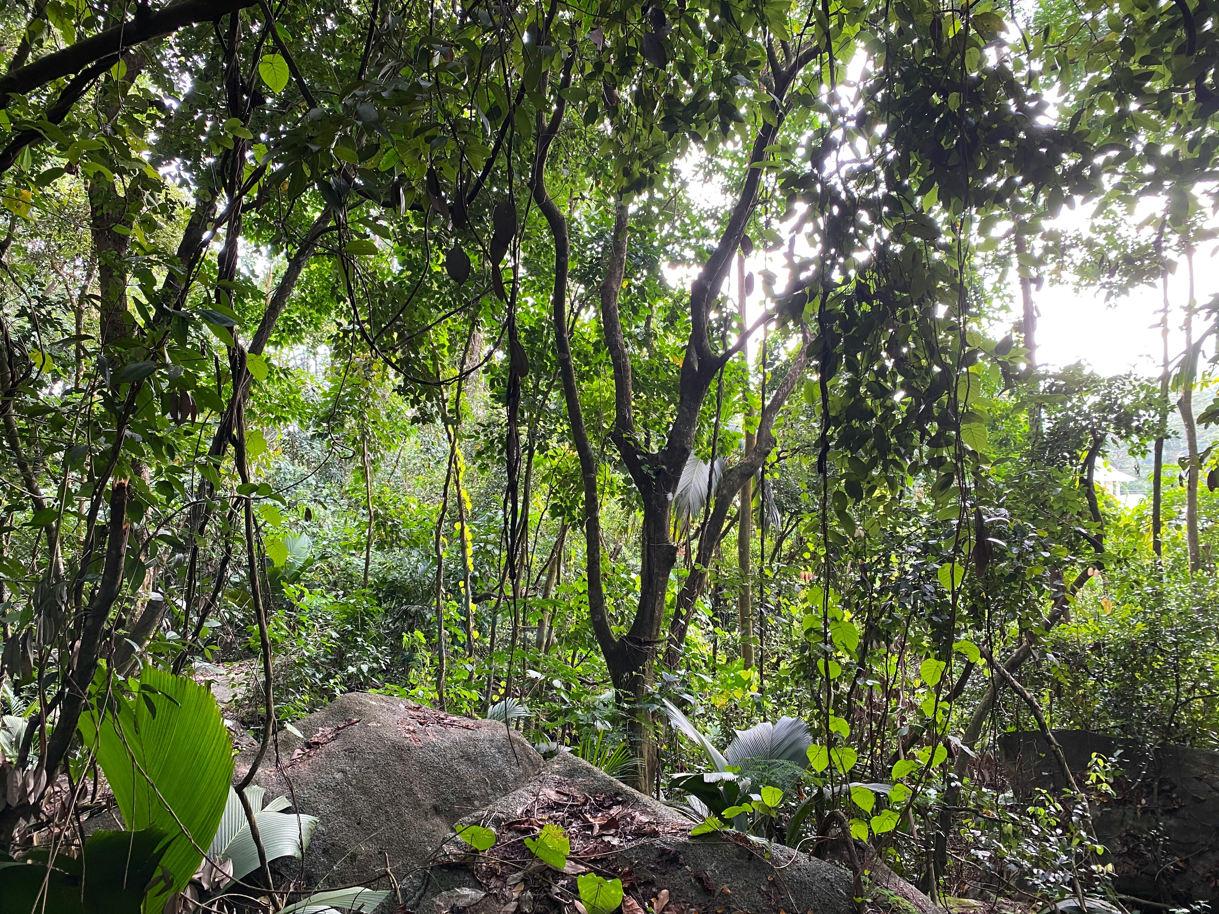Mahé