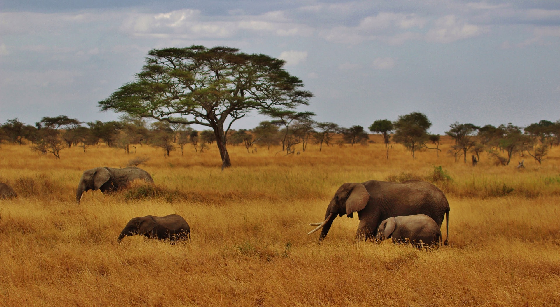 Esencia de Tanzania y Zanzíbar