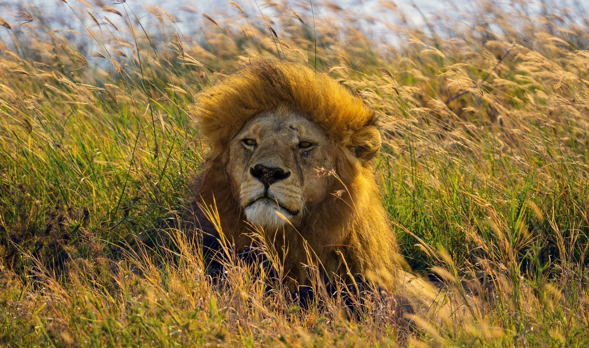Karatu / Serengeti