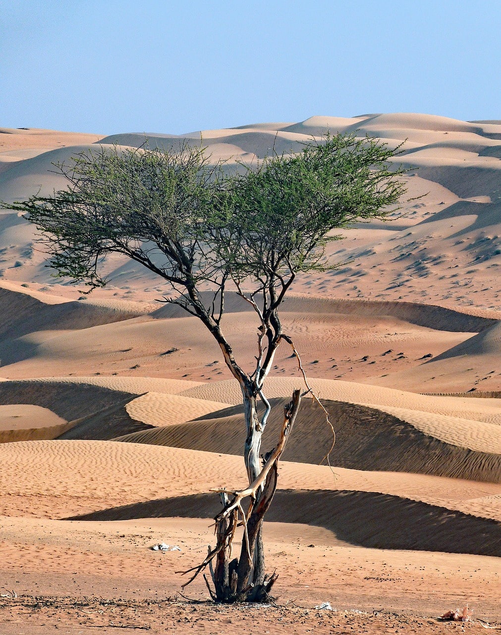 Wahiba Sands / Ras Al Jinz
