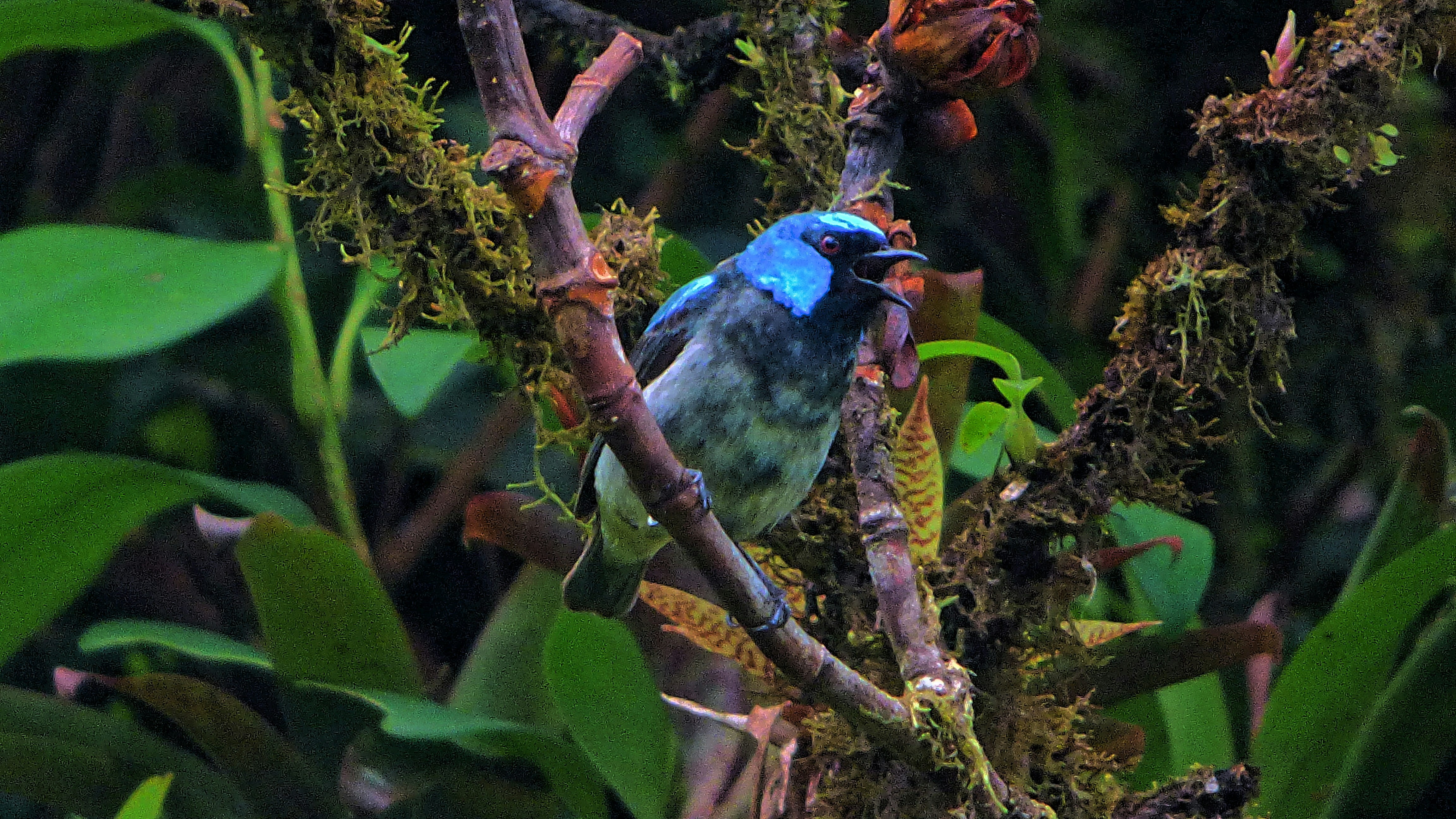Monteverde / Santa Teresa