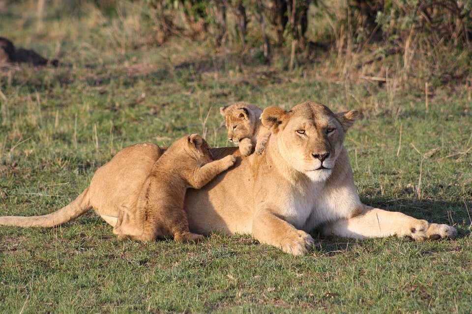 Kenia Esencial