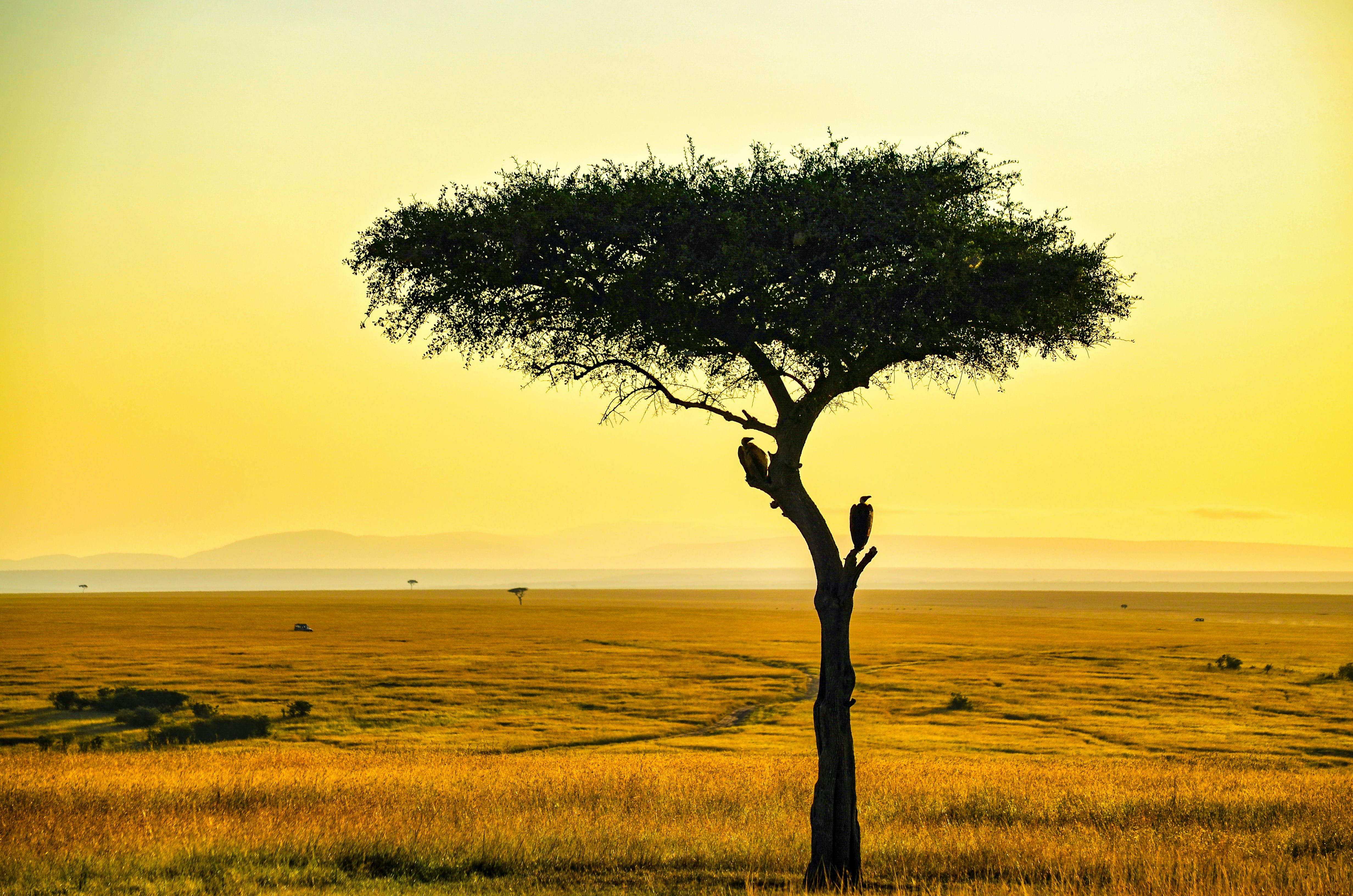 Masái Mara / Nairobi