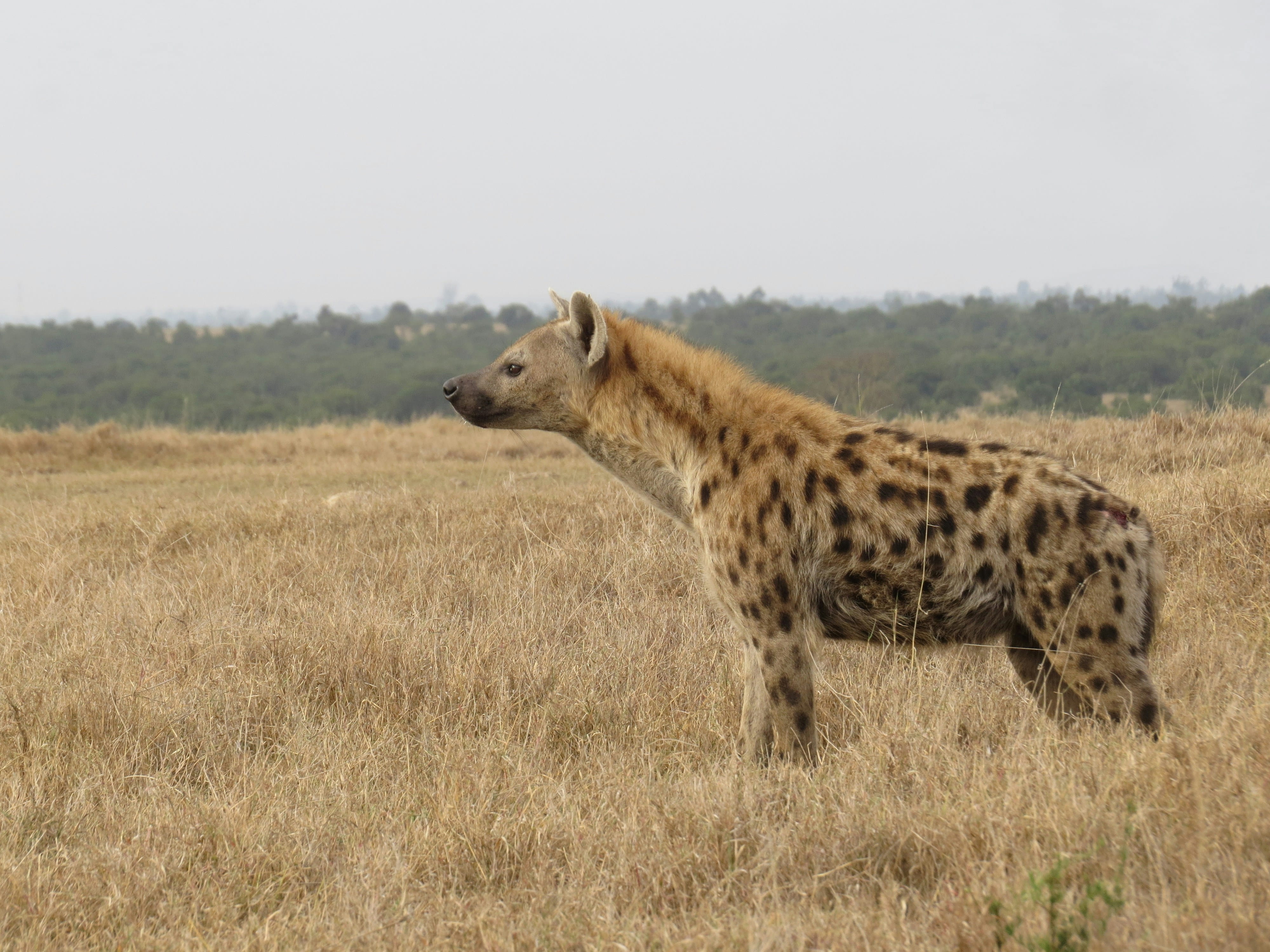 Nairobi / Ol Pejeta