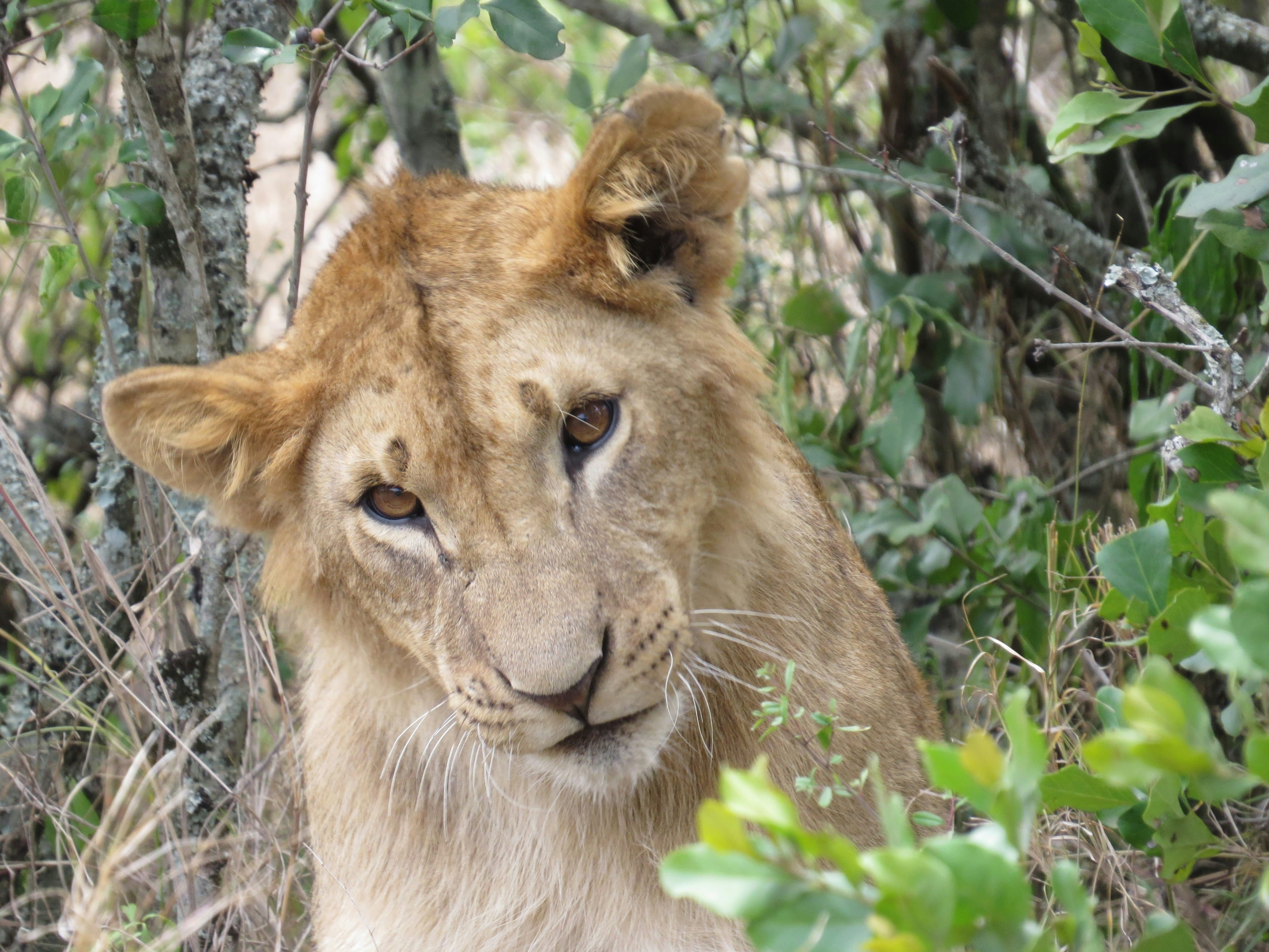 Ol Pejeta / Masai Mara