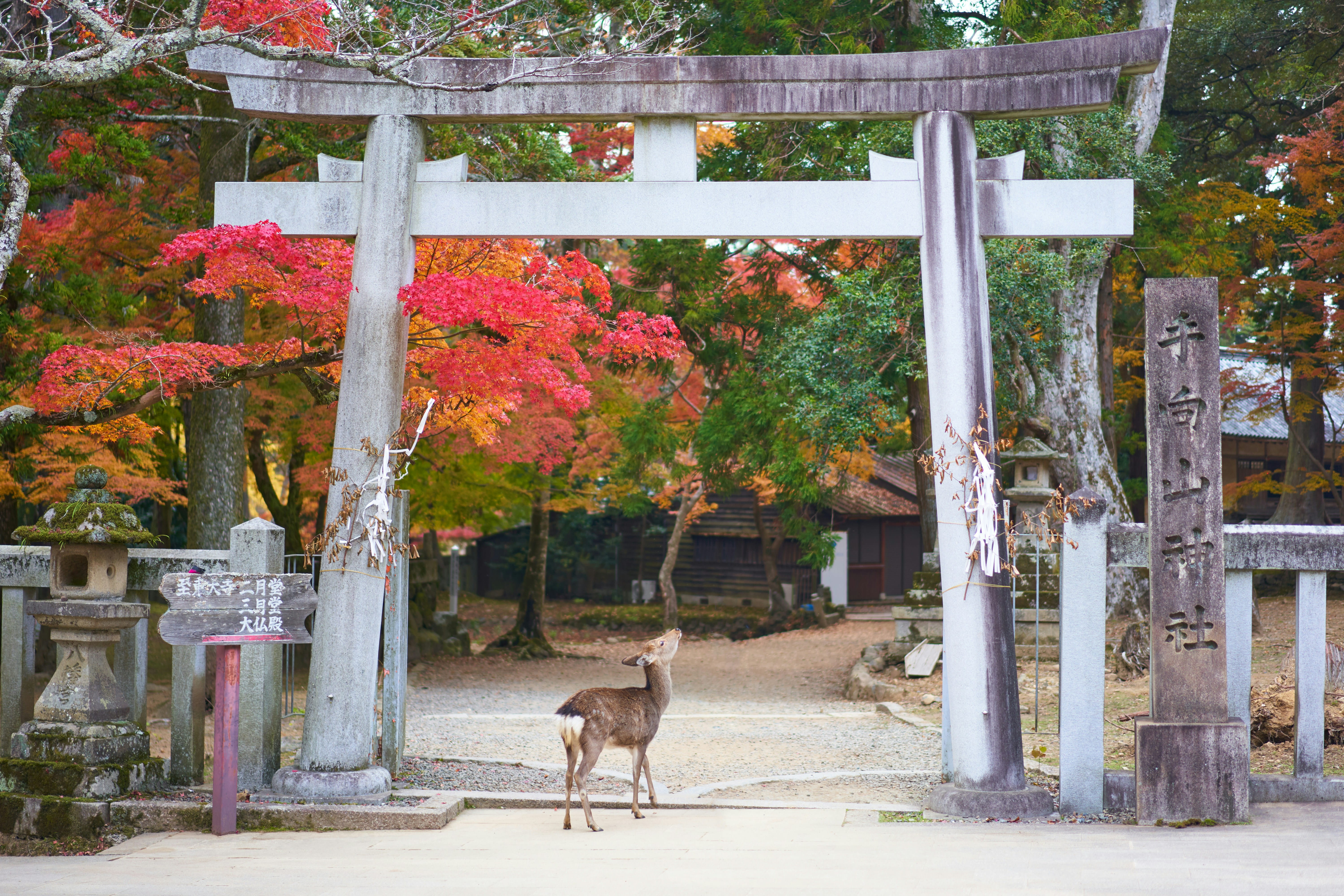 Tobe / Ise / Nara / Osaka